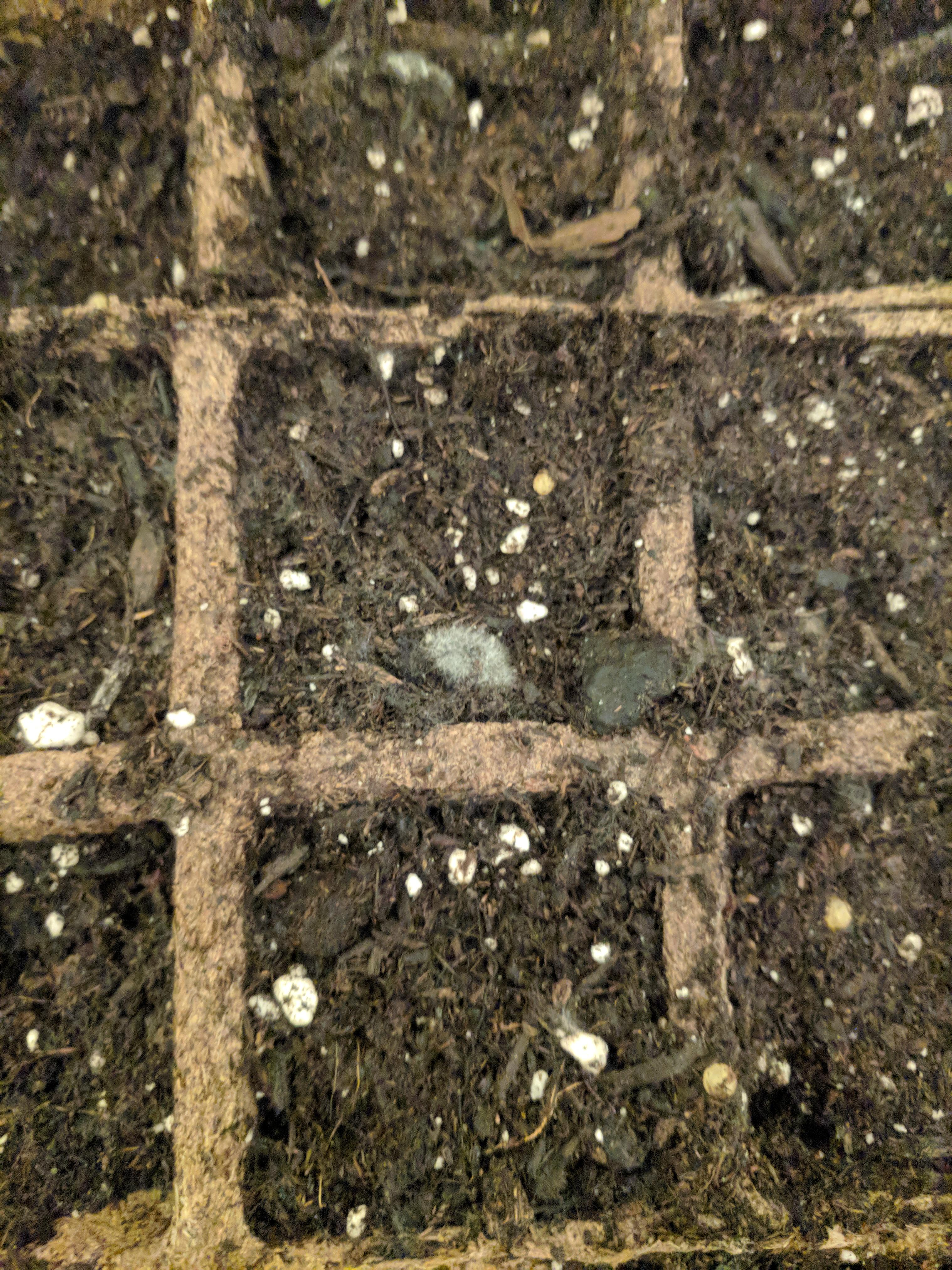 Should I be concerned/ what should I do about this mold on the seeds I