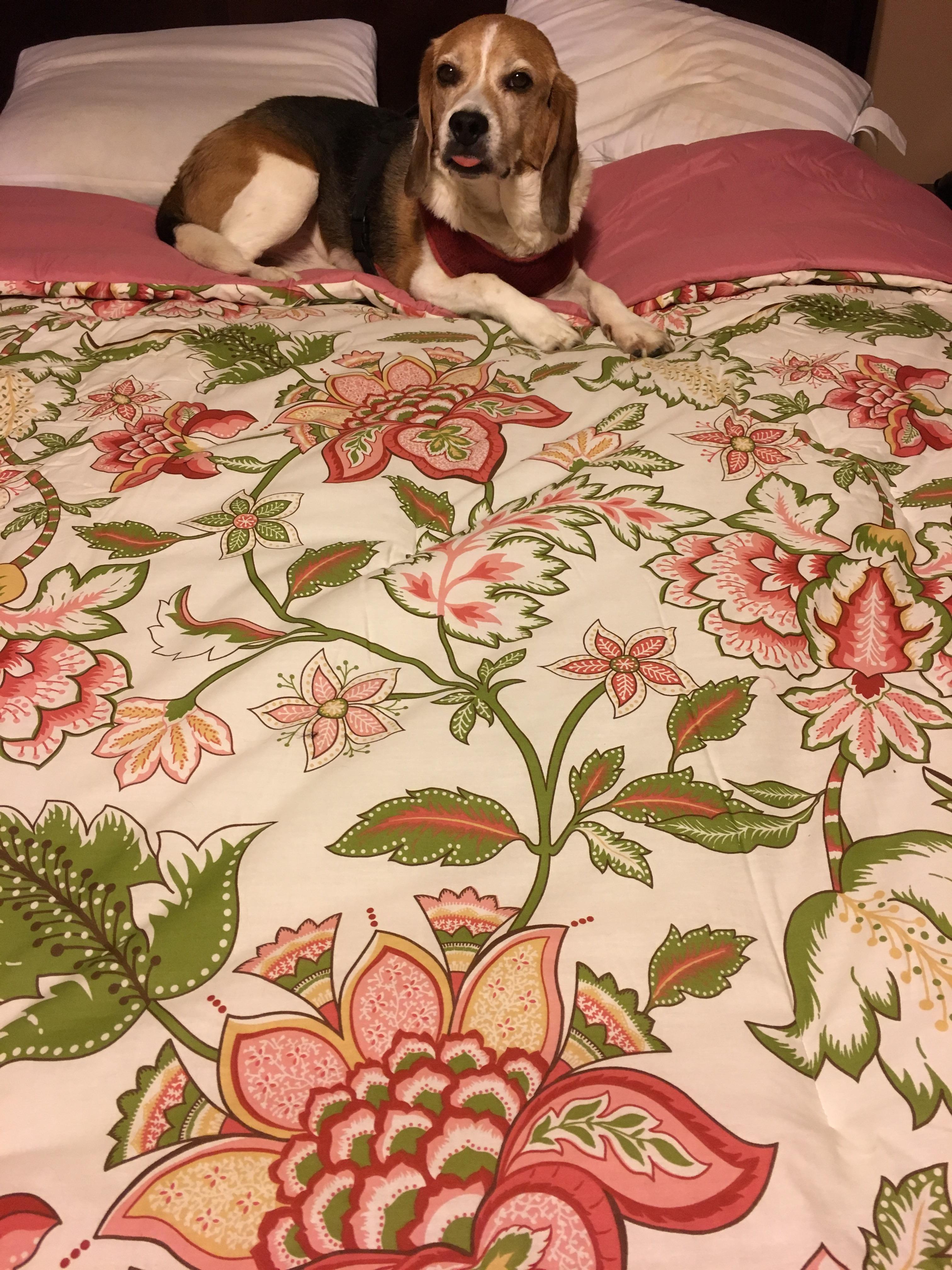 I wanted a picture of my pretty new bedspread before the dogs took it