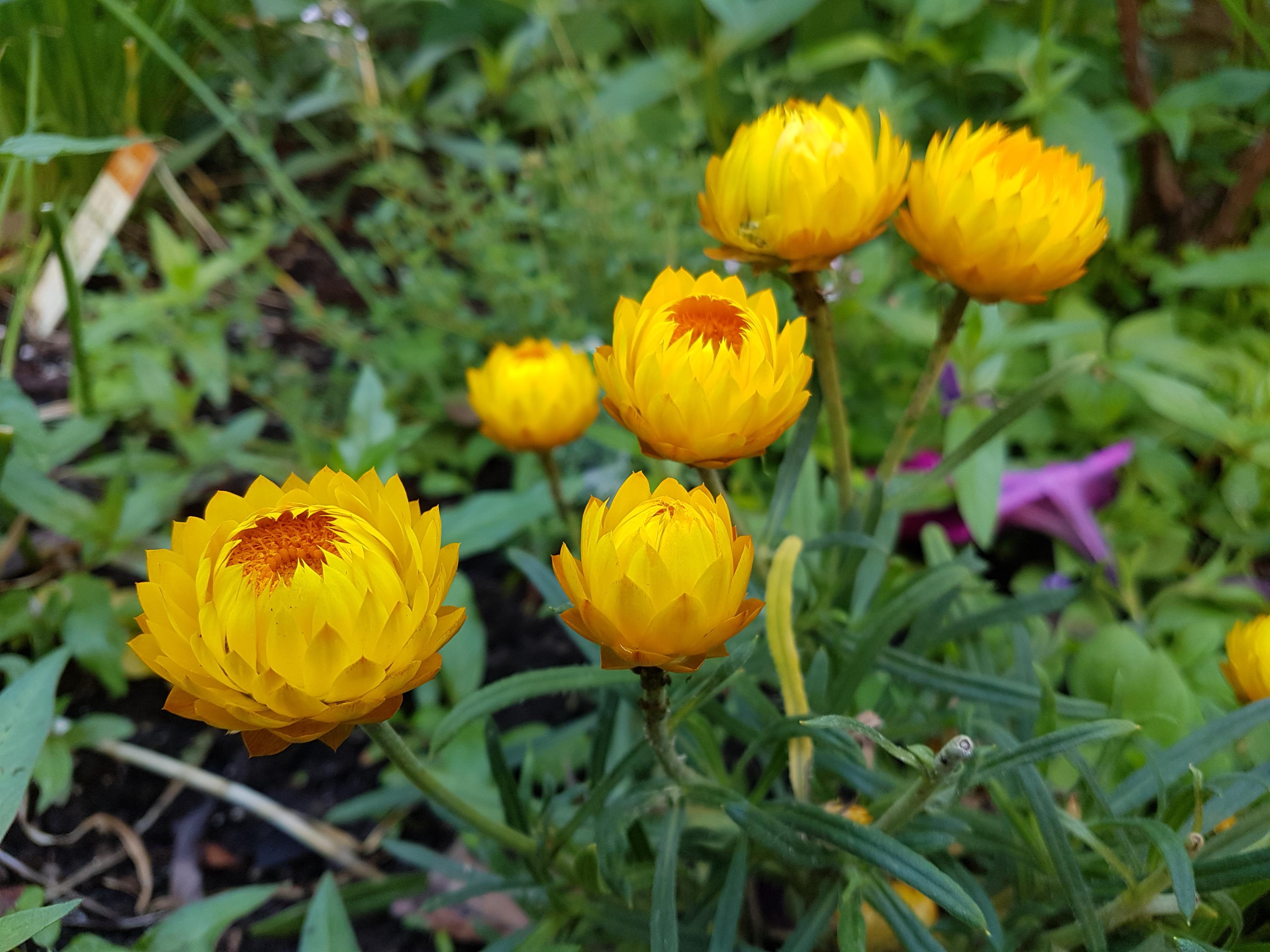 Flower PNW Vancouver garden r/whatsthisplant