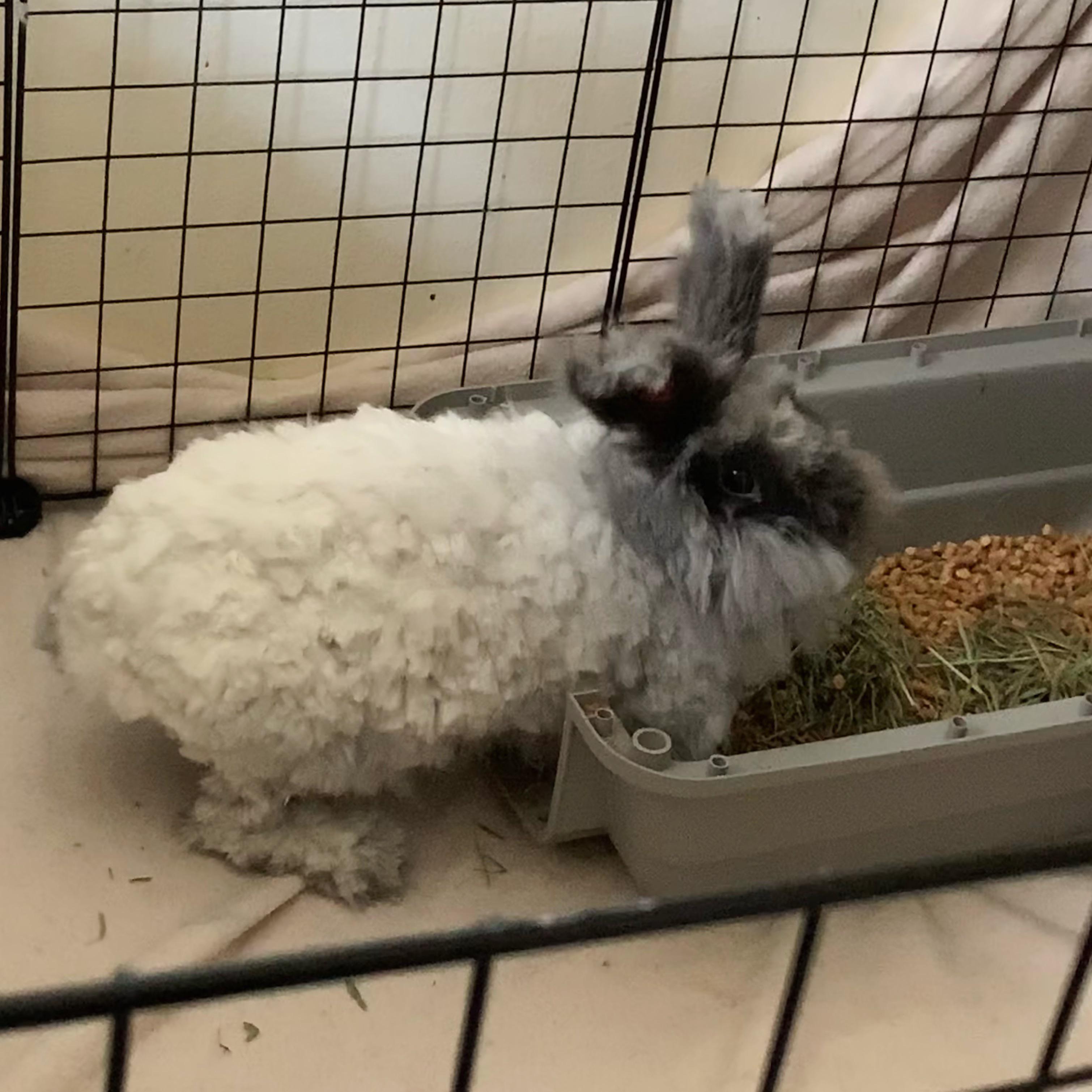 Proud of this horrible haircut r/Rabbits