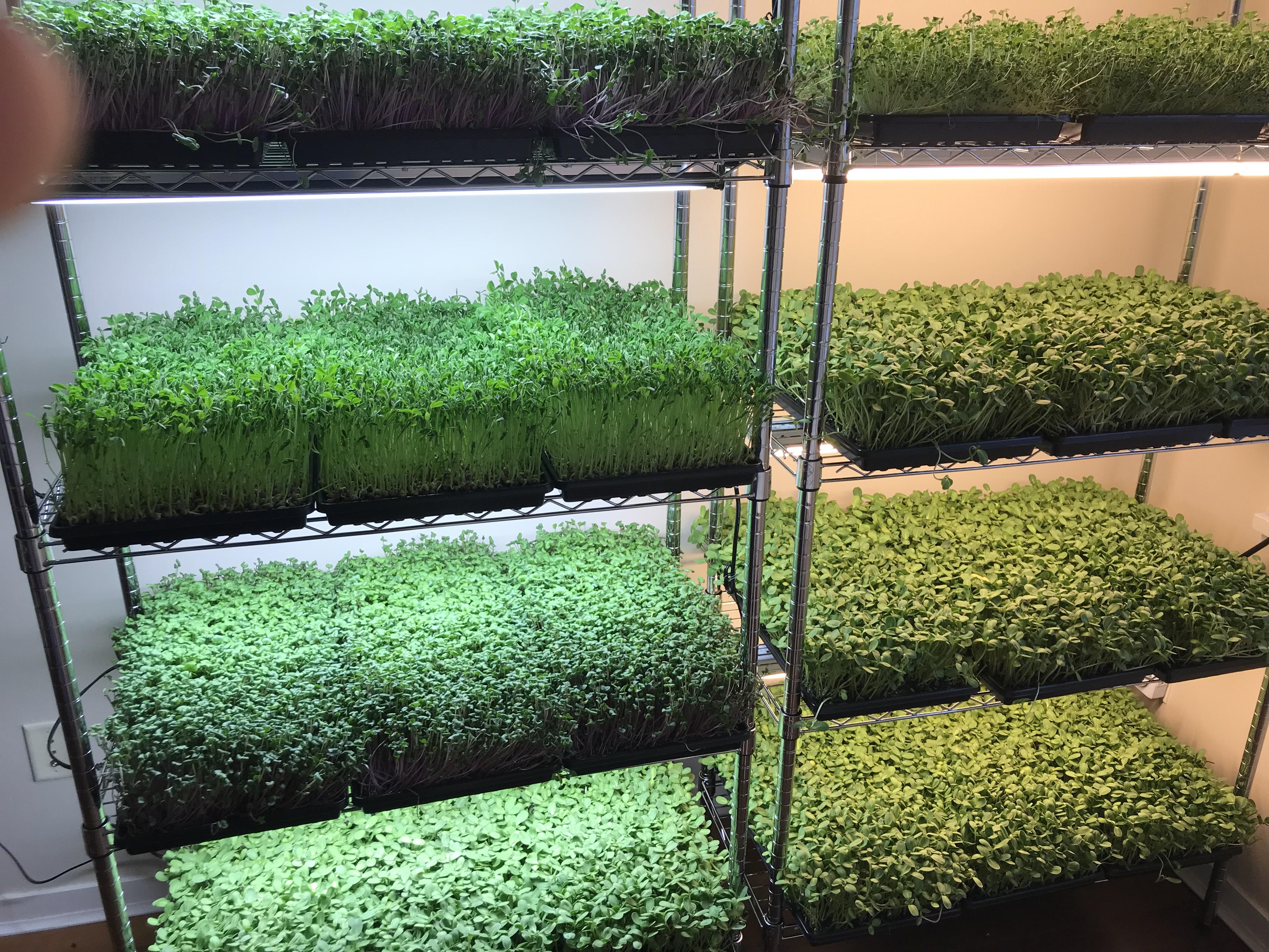 AMA about starting a microgreens business. After a lot of hard work, we