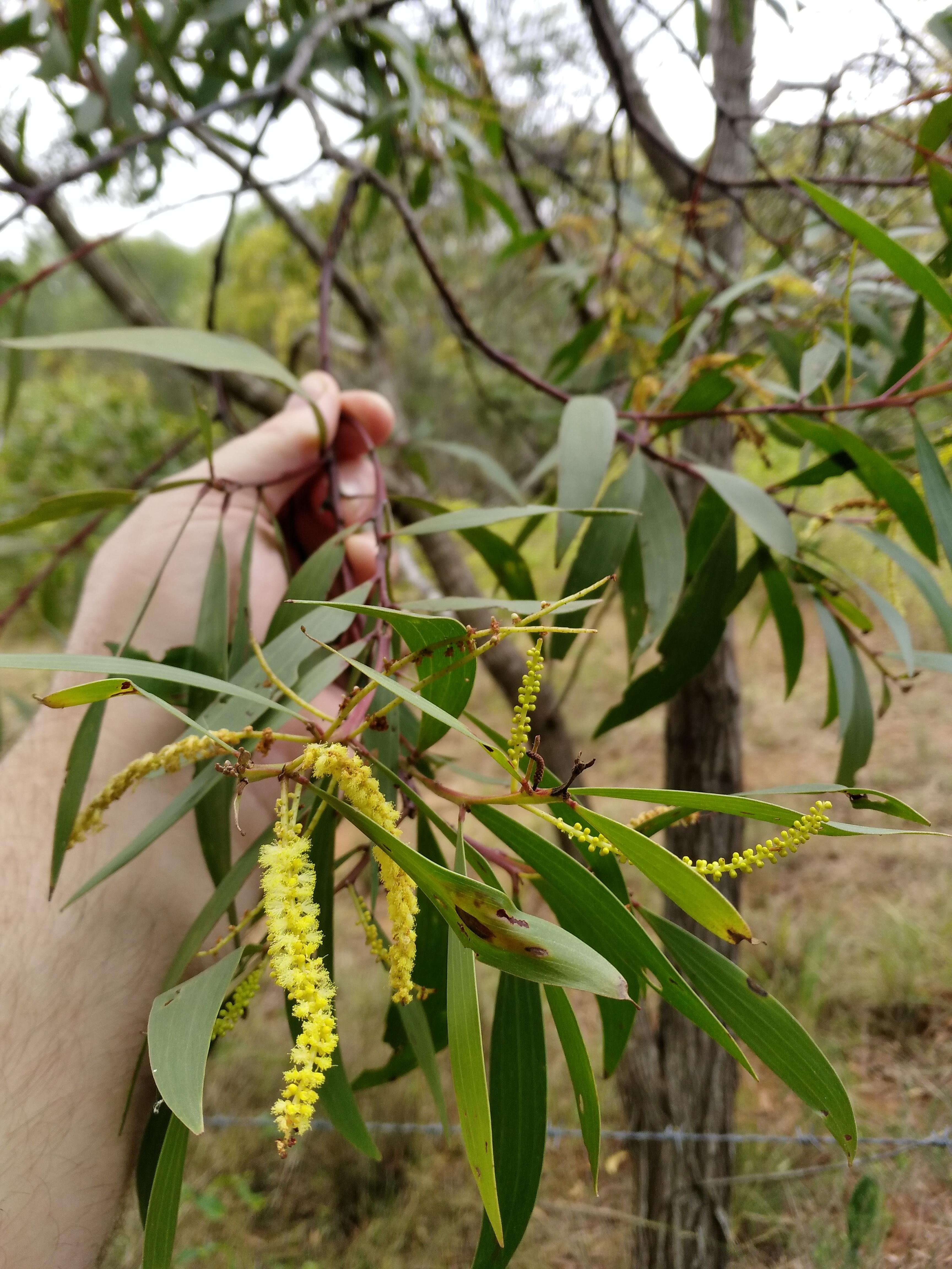 Acacia longifolia and DMT? r/DMT