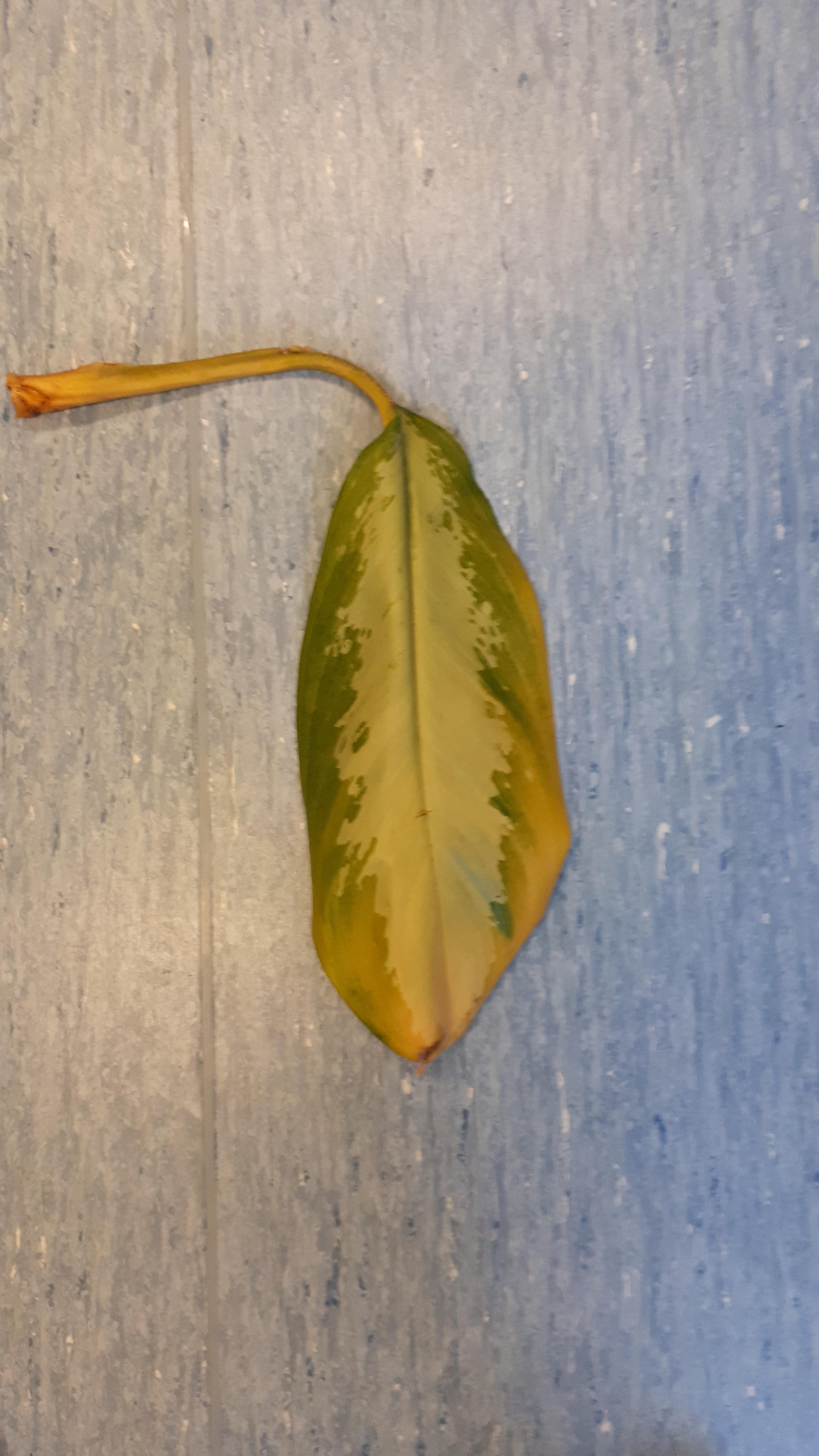 Yellowing leaves on my Aglaonema Silver Bay. I have picked off 4 or 5