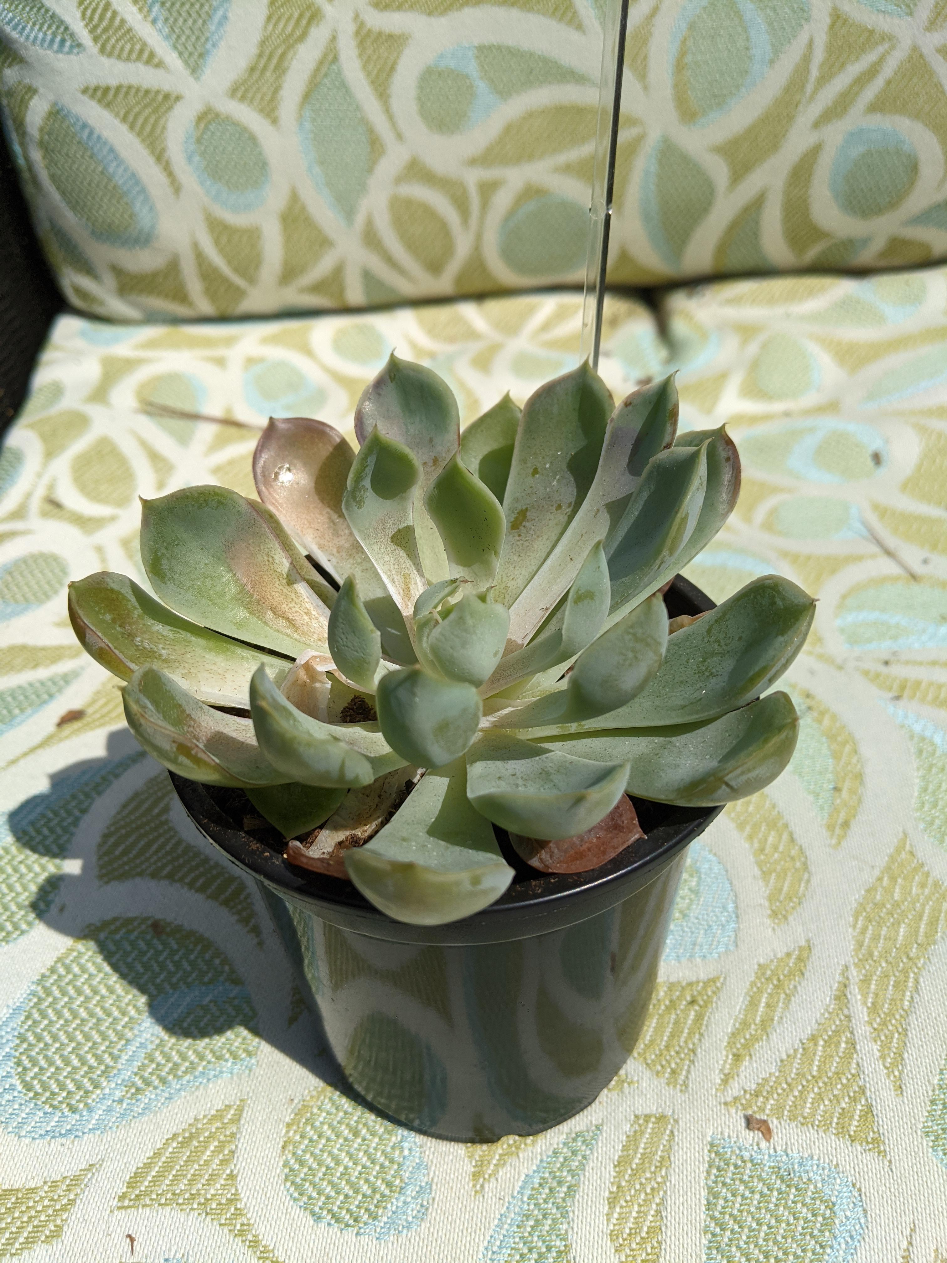 I think my succulent is dying, when I bought it it was really over