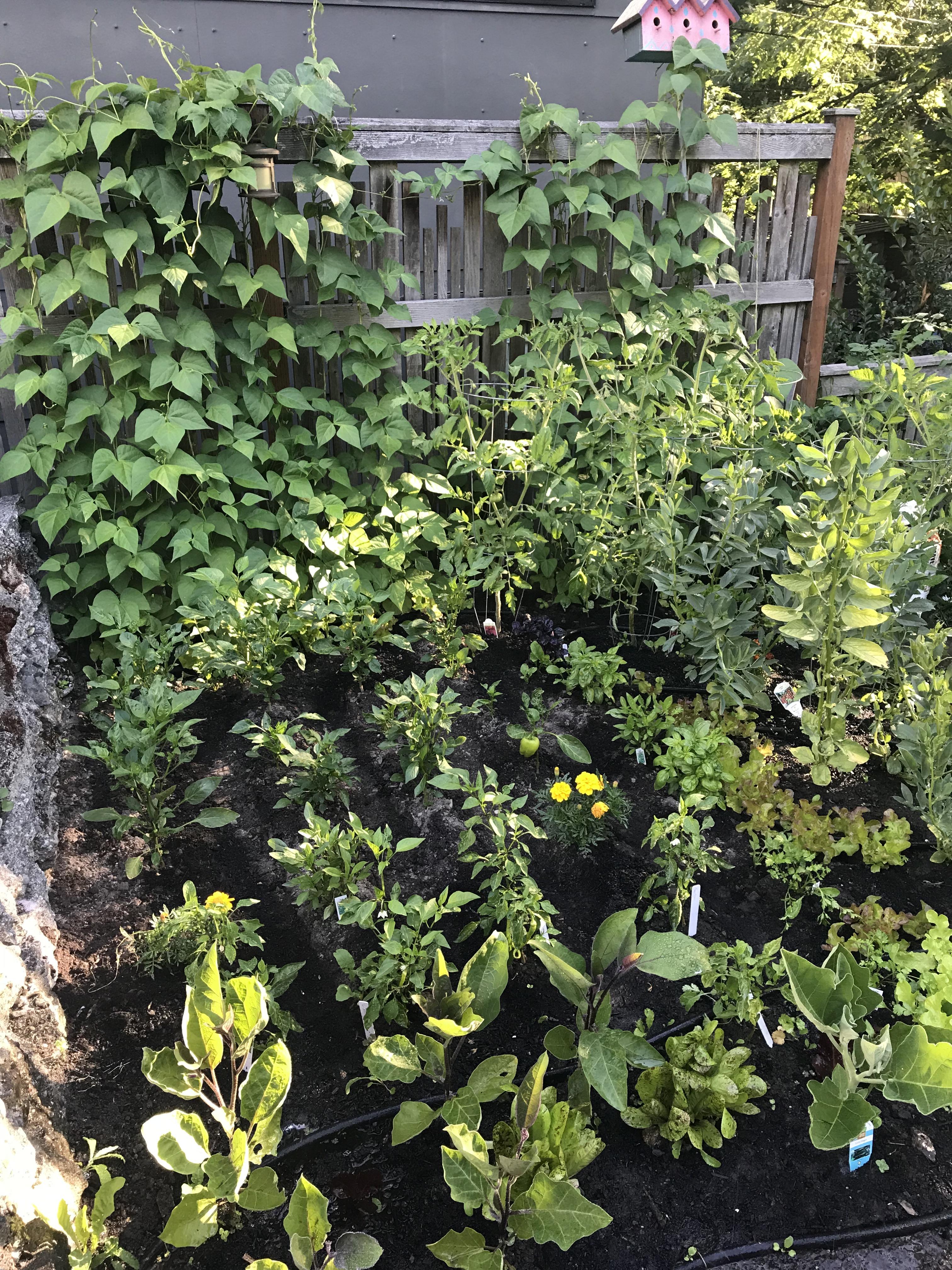 I miss my little vegetable garden in the summer with beans so fresh and