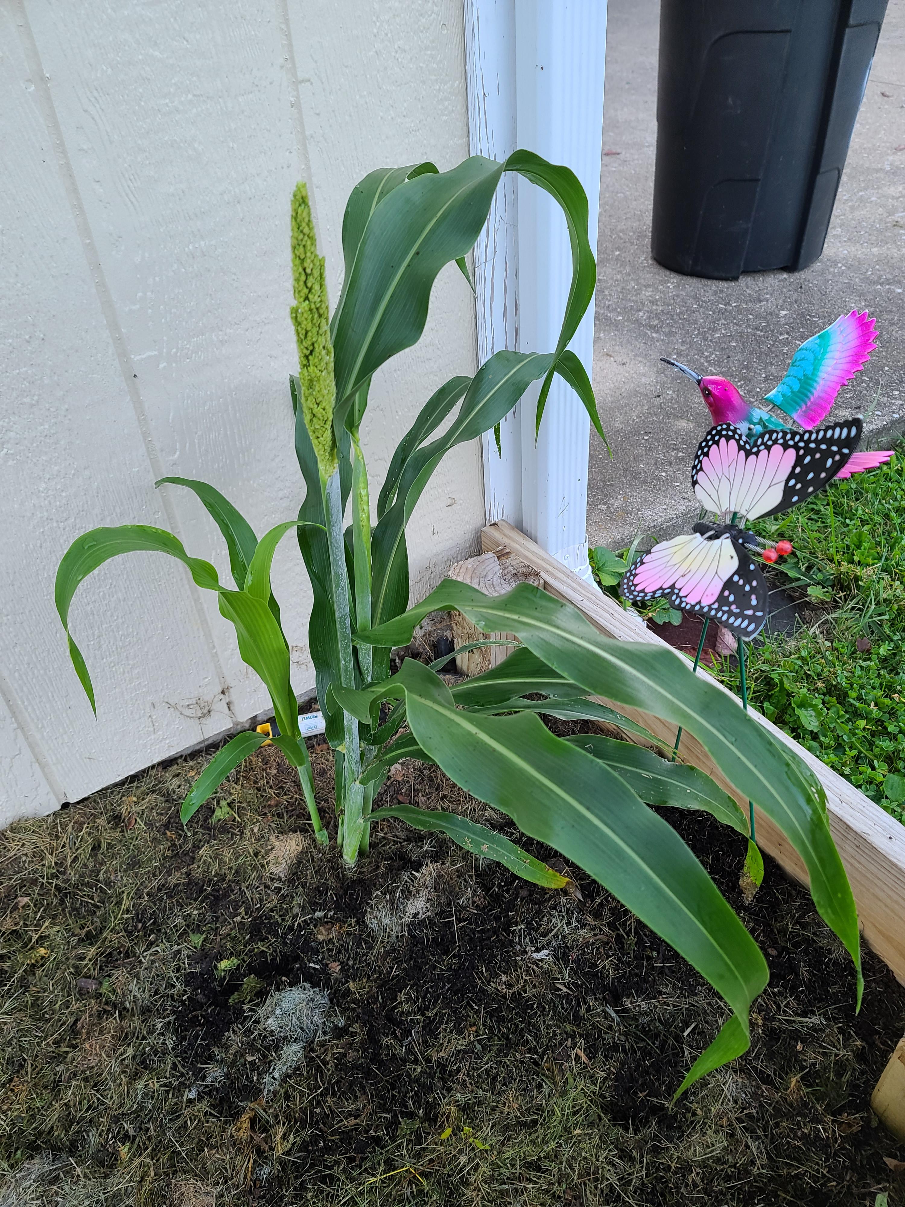 Hi! What am I accidentally growing? Is this corn or just a really