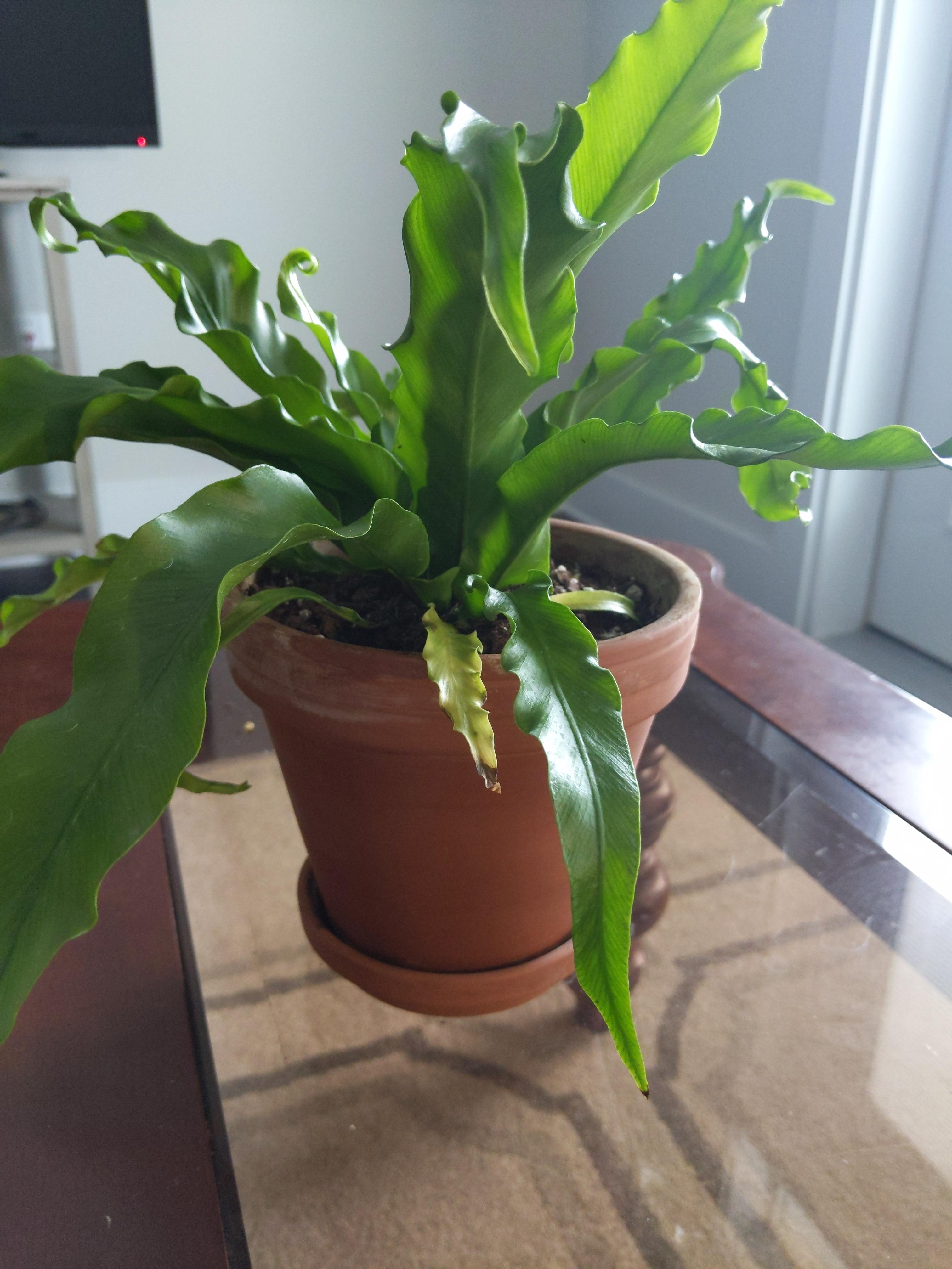 Expertise wanted! Bird's nest fern leaves are quickly drooping and the