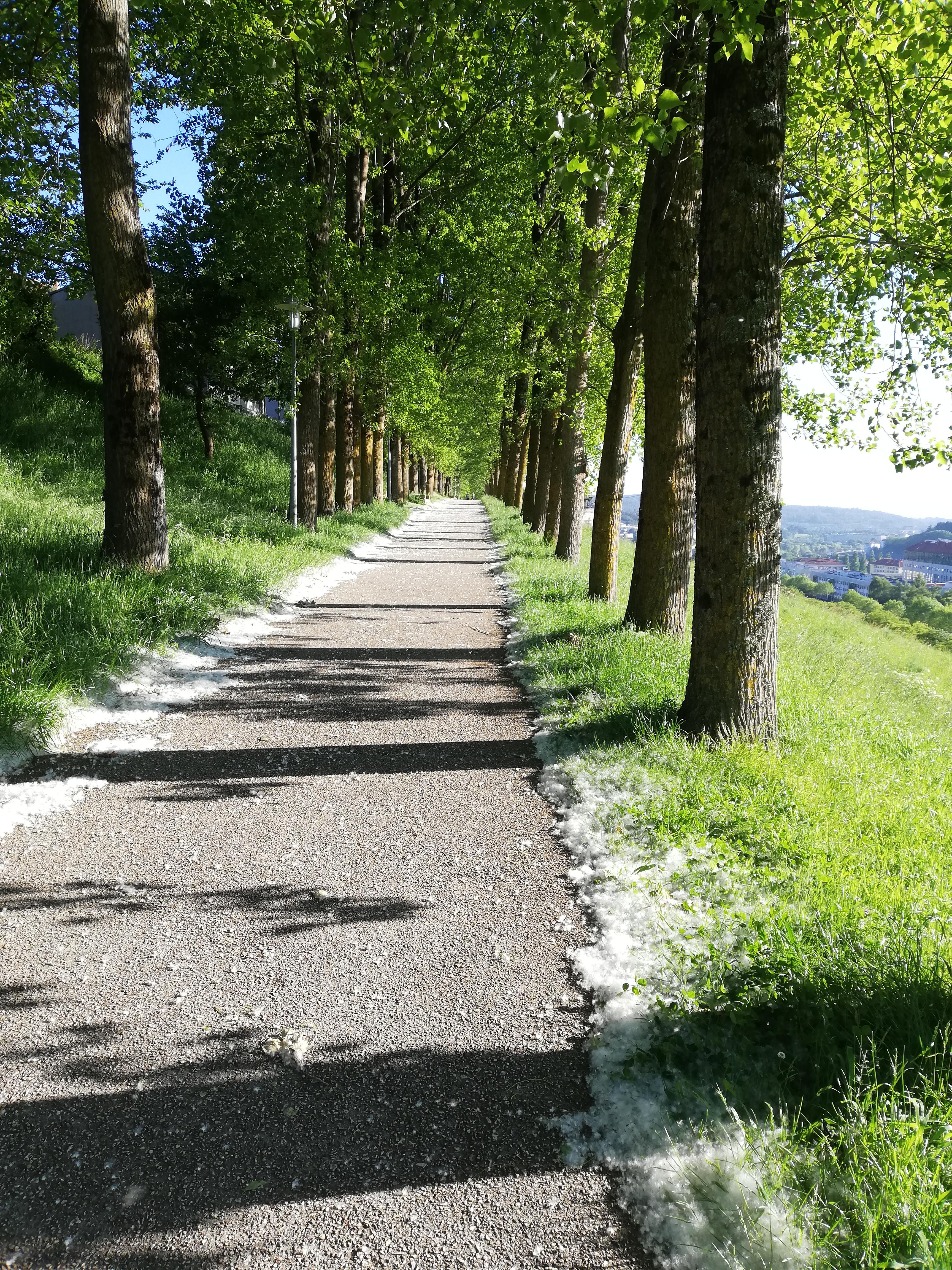 The path to my house is beautiful this time of the year r/gardening