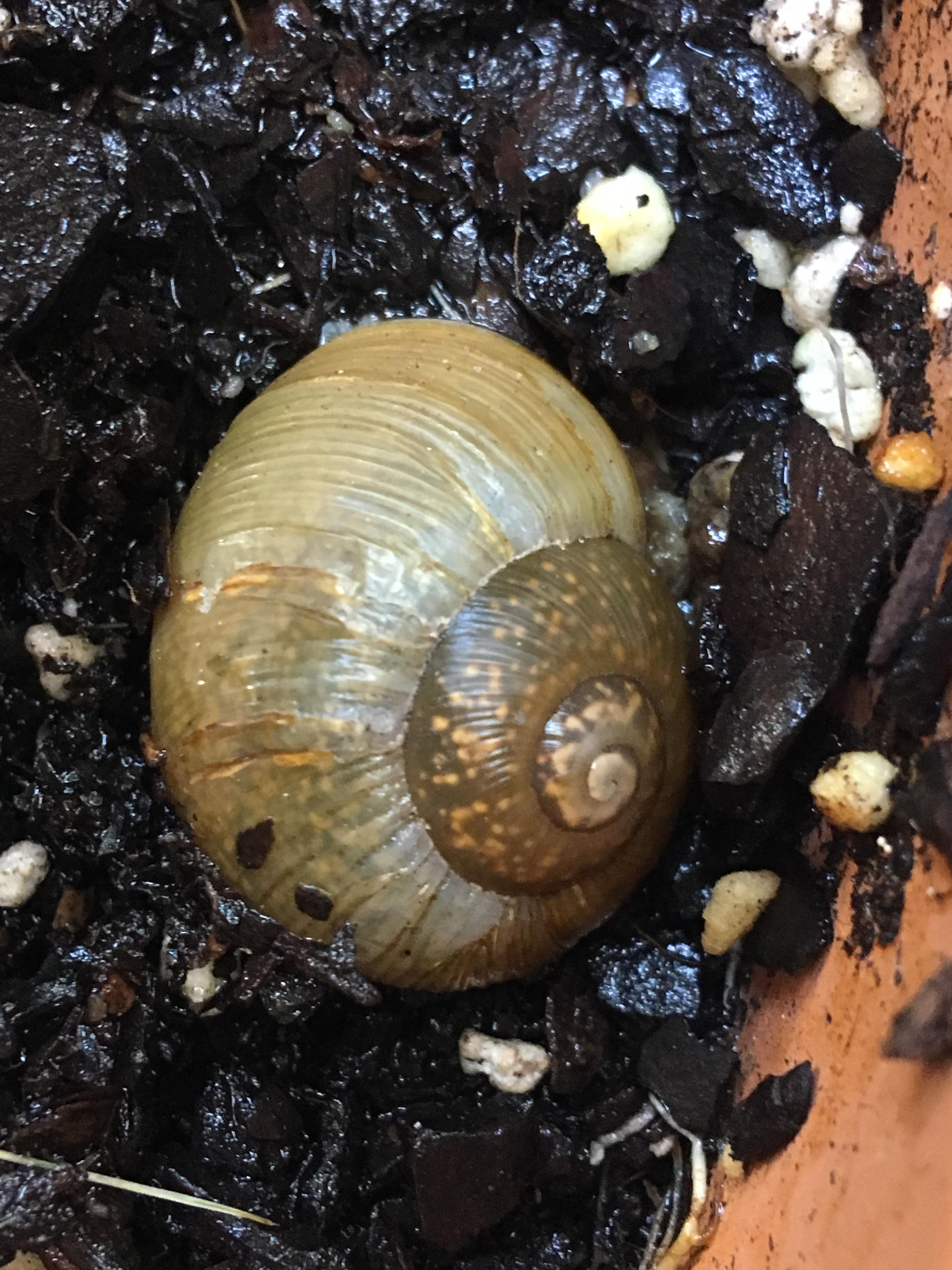 Cuban brown snail laying eggs in my flower pot; truly a blessed day r