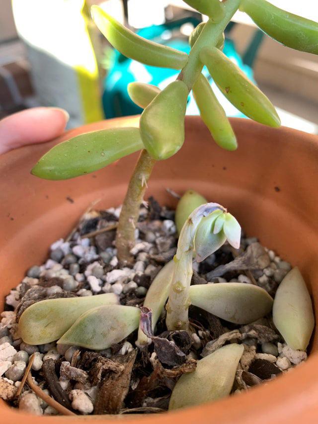 (Repost bc I got no replies) What could’ve caused my ghost plant to