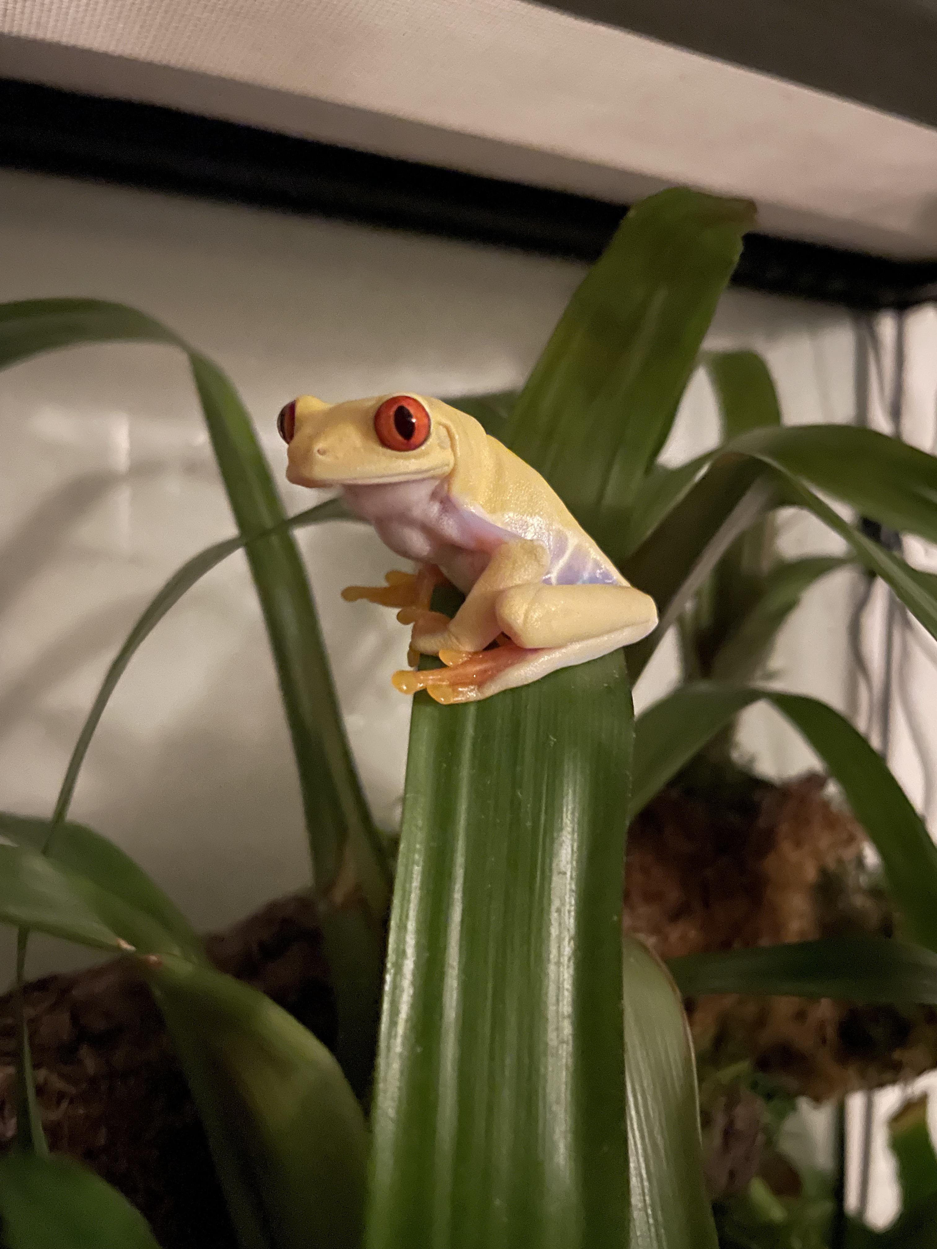 Question about Red Eyed Tree Frogs in a Paludarium r/Amphibians