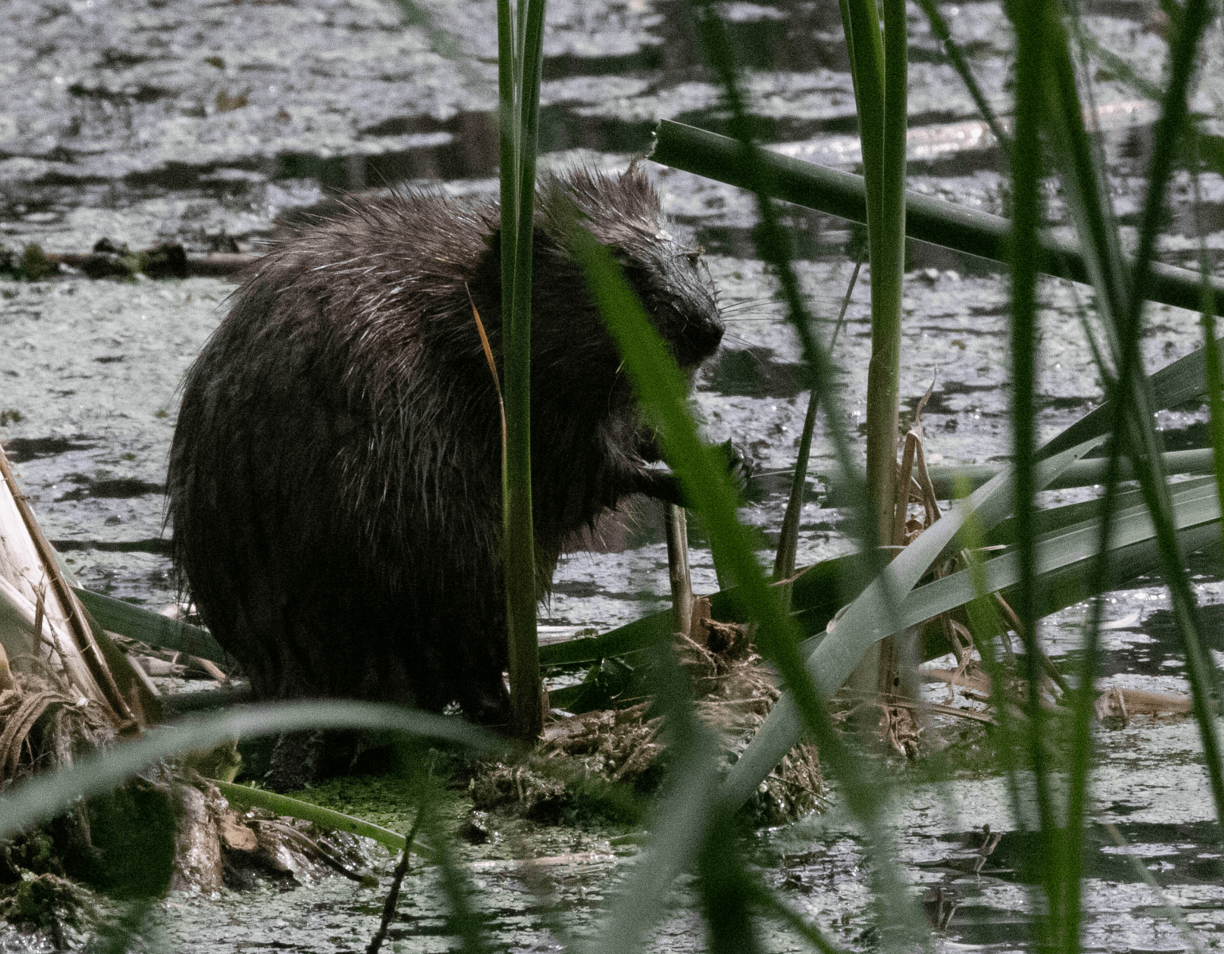 Grenadier Pond High Park MUSKRAT r/toronto
