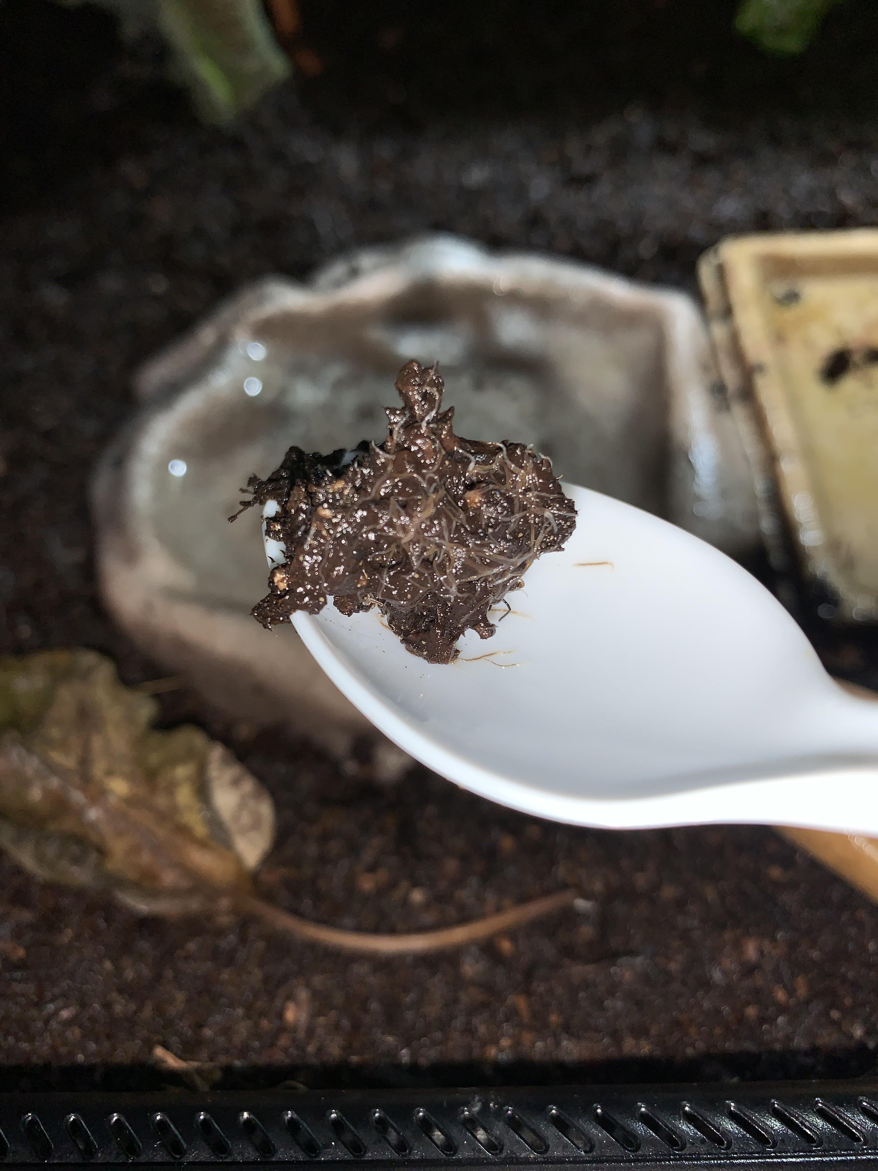 Worms in poop? Tofu is about 7 months old and his staple is night