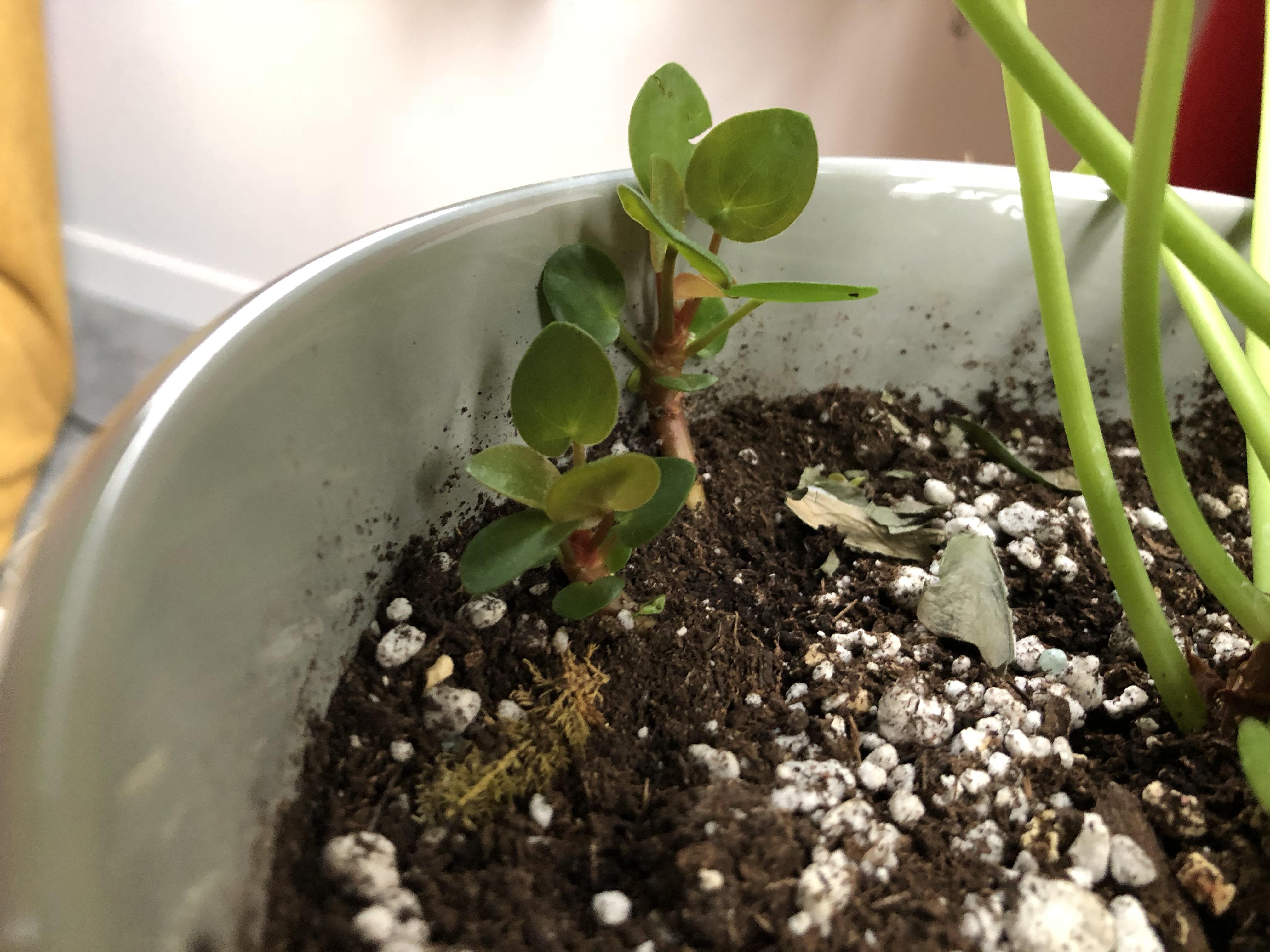 My Chinese money plant, is propagating really as easy as cutting these