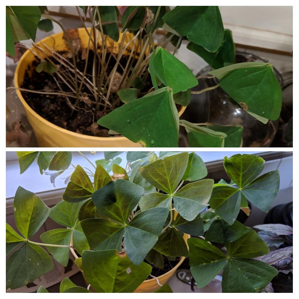 I love my Oxalis. It closes up at night and I'm obsessed with it. r