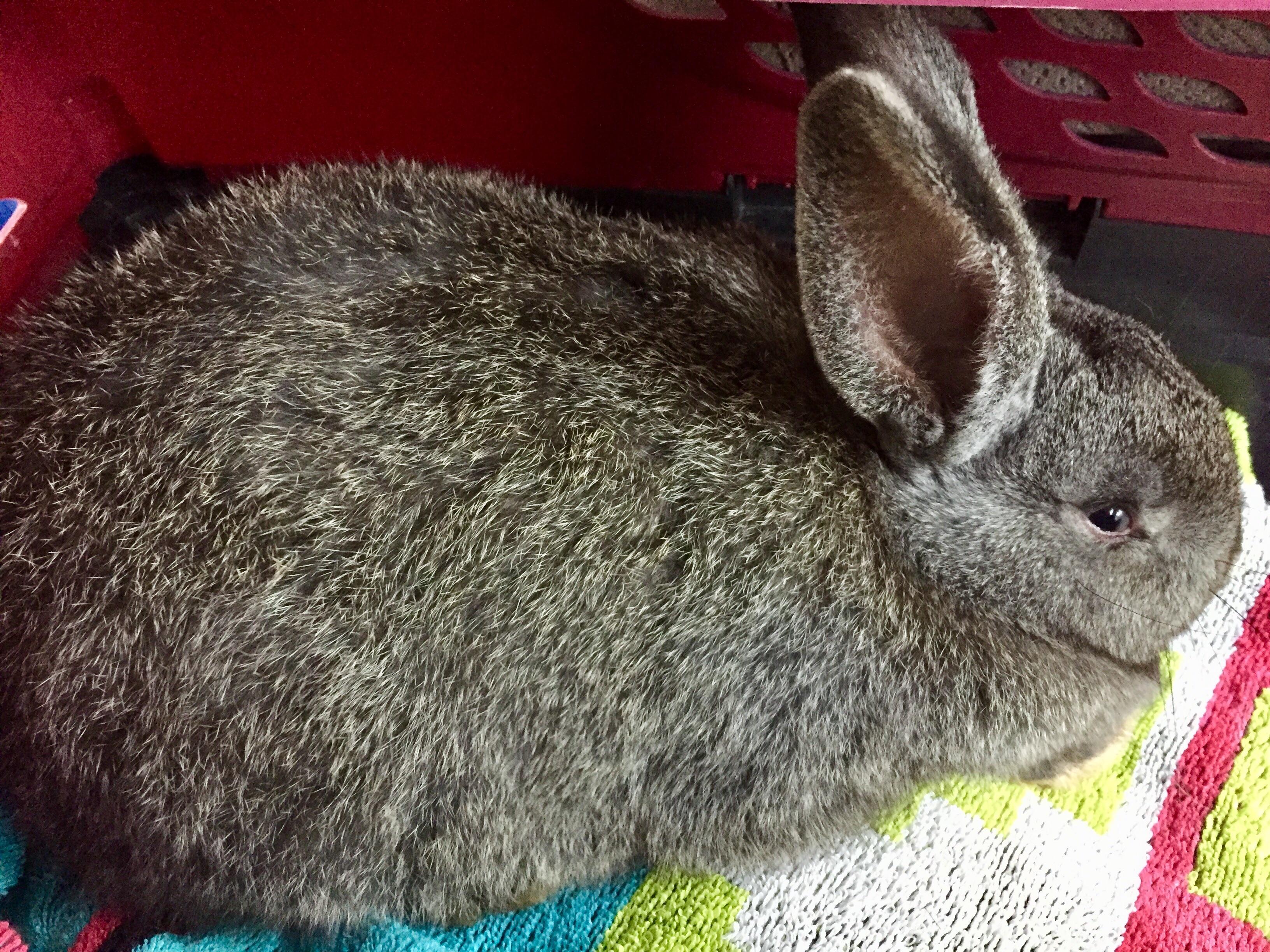 Meet Noelle. My 8 week old Flemish giant girl. Rabbits