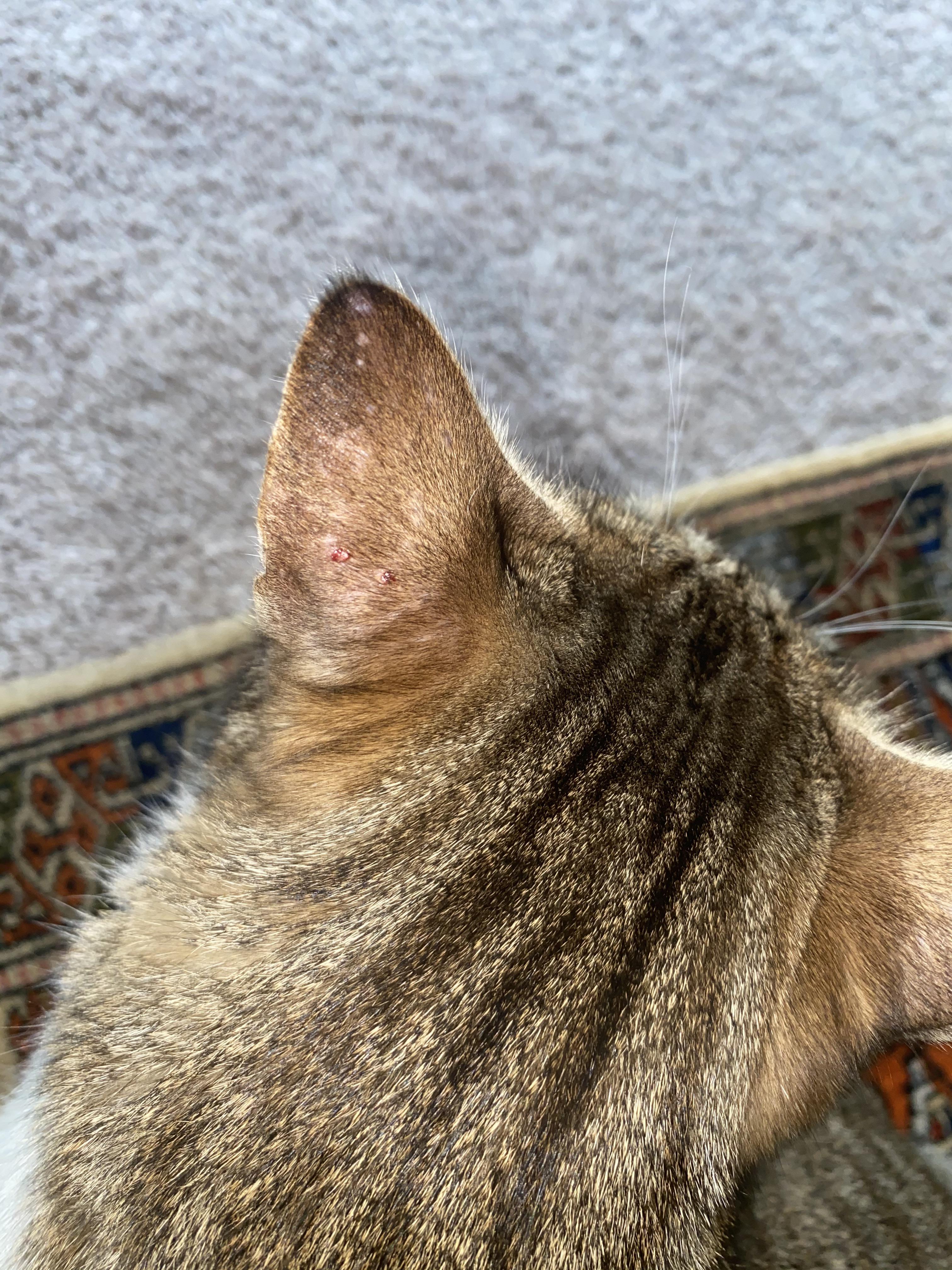 What are these tiny bald spots on my cat's ear? Just noticed a little
