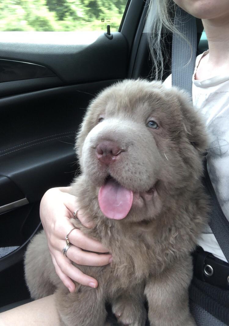 new addition to our pei pack! meet river, our lilac bearcoat pei