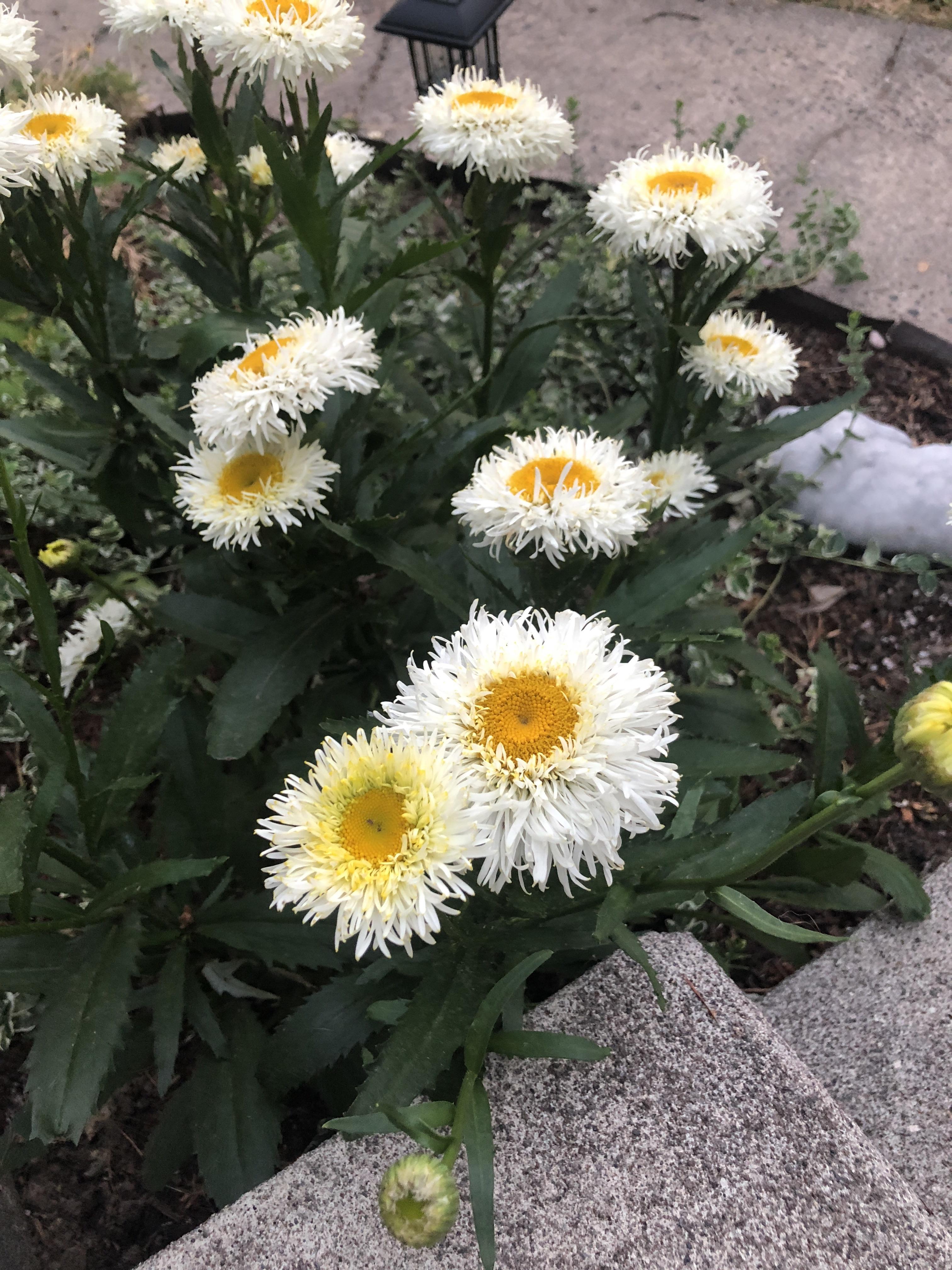 Portland, Oregon was thinking a type of daisy? r/whatsthisplant