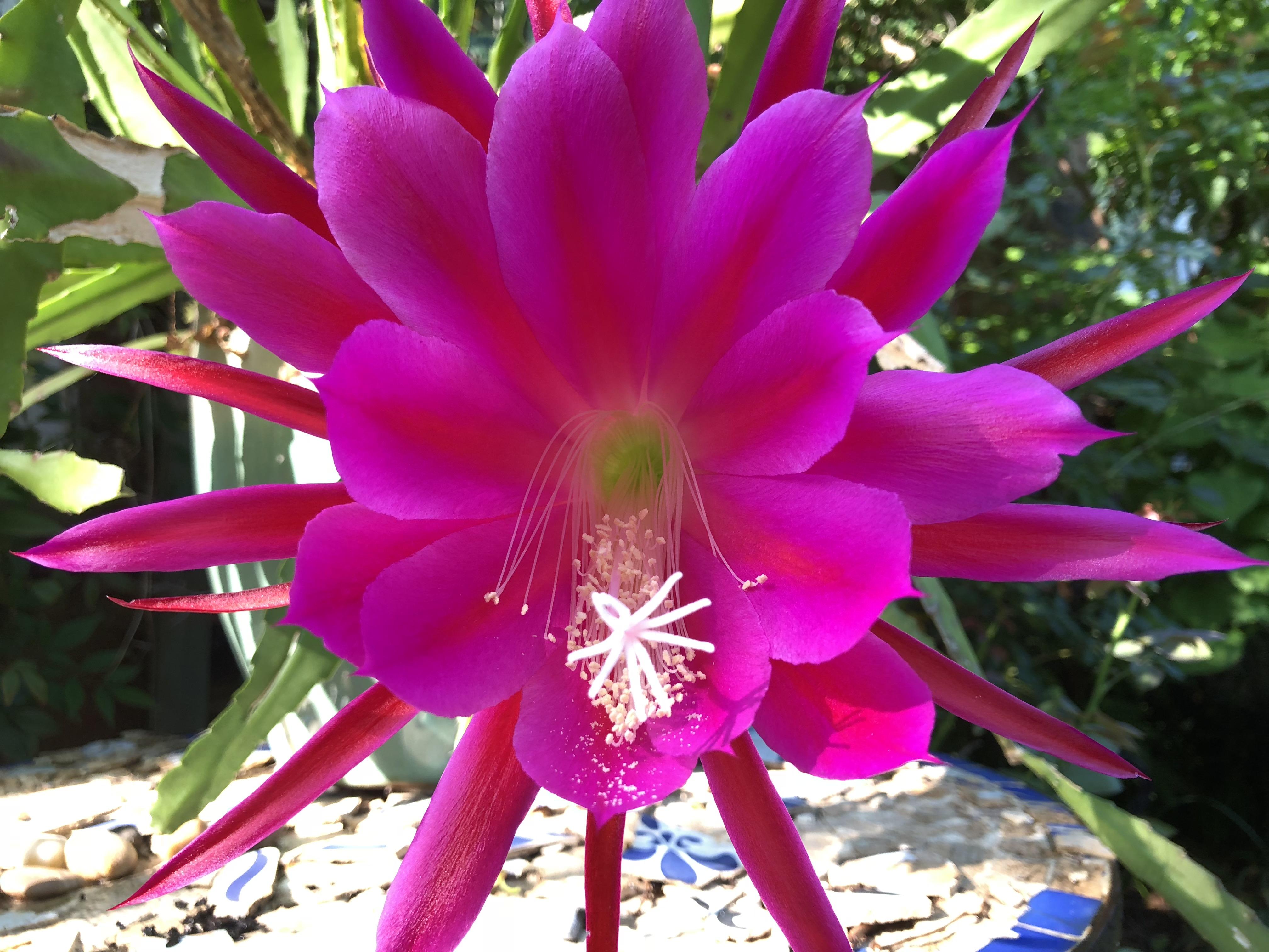 My red night cereus 1st bloom r/gardening