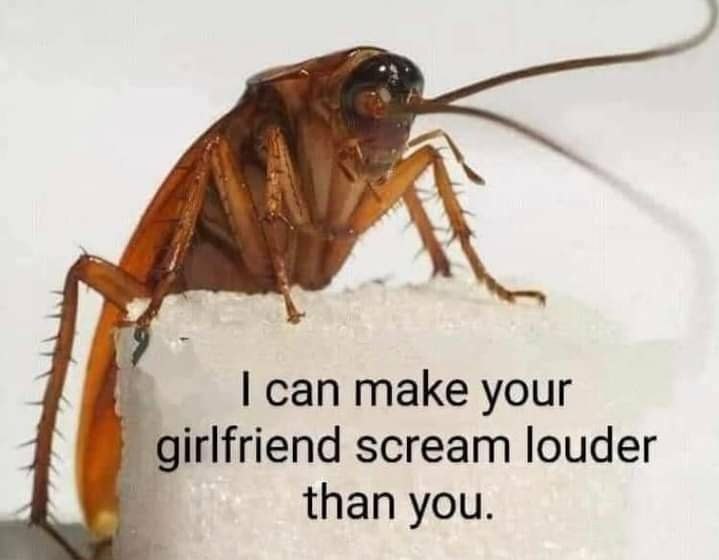 Confidence of this cockroach scares me. r/meme