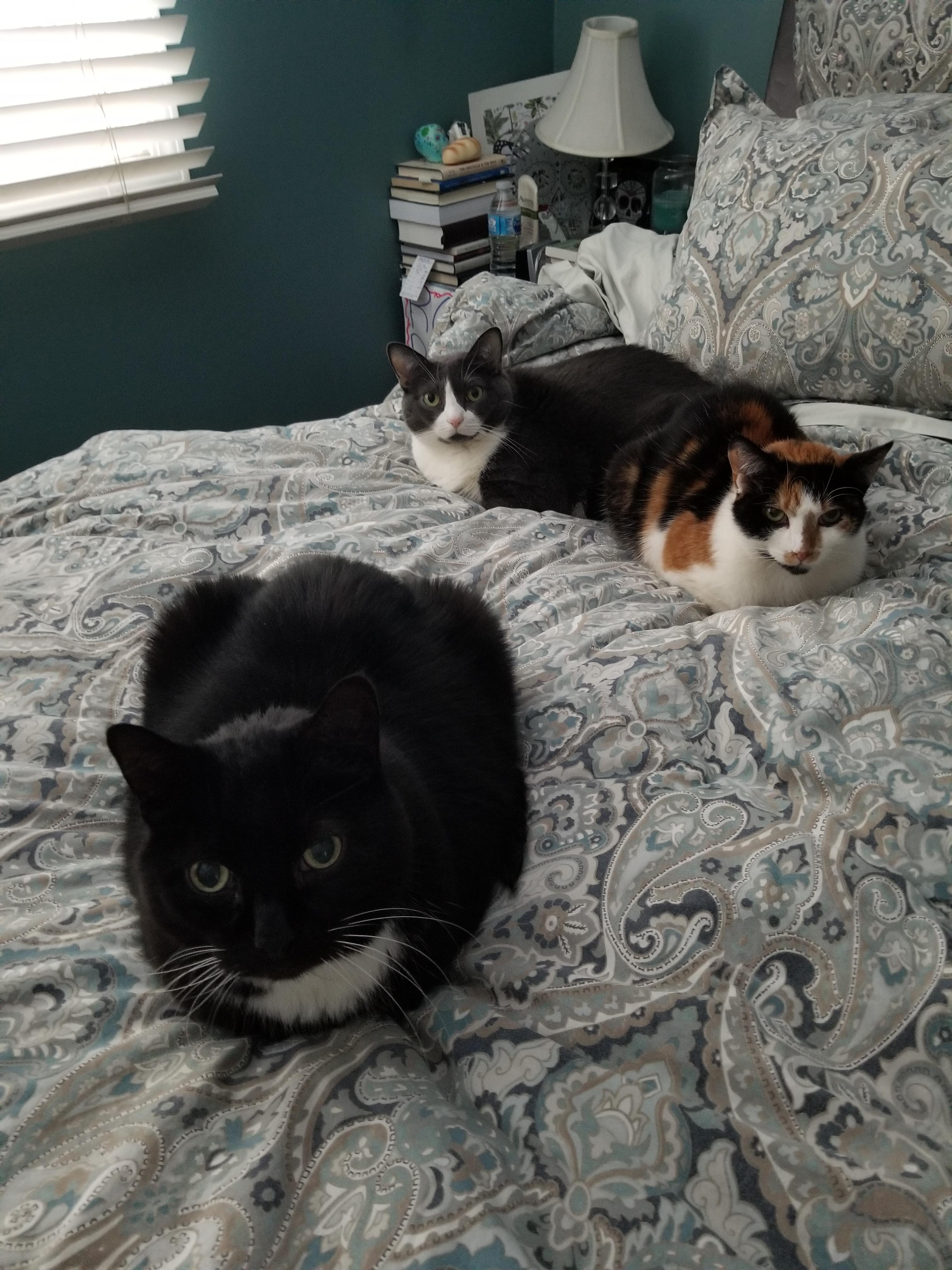 Another array of the elusive triple cat loaf! r/Catloaf