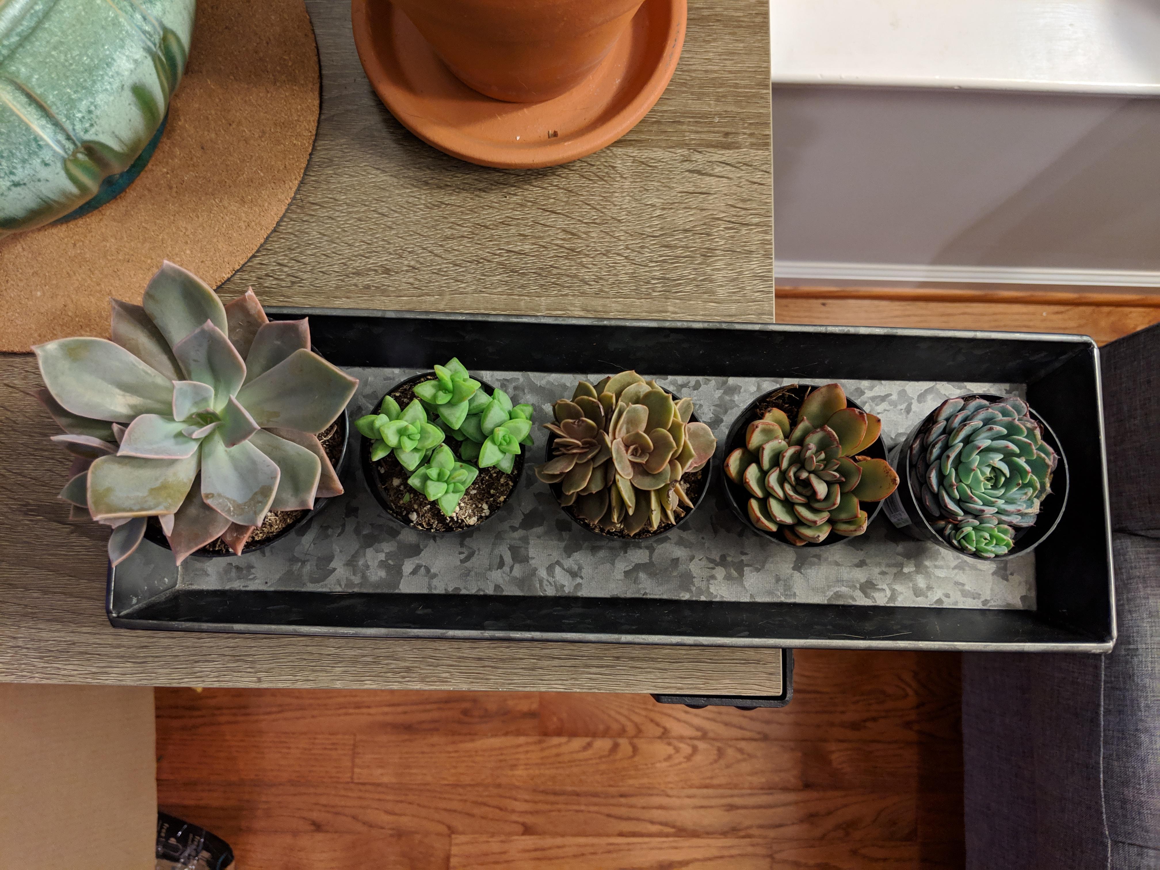 Caught Home Depot on restock day 😍 r/succulents