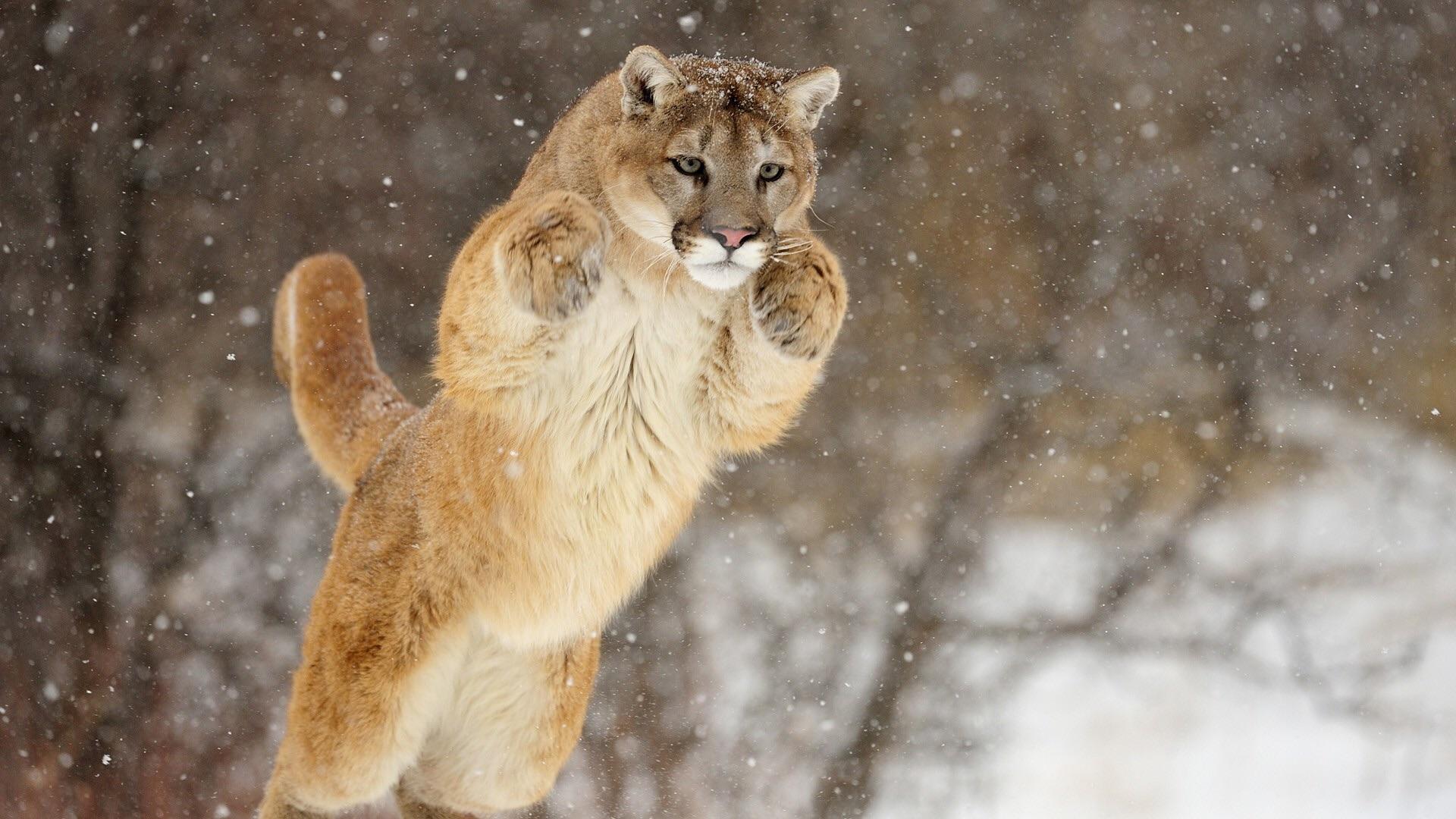 🔥 Leaping Mountain Lion 🔥 r/NatureIsFuckingLit
