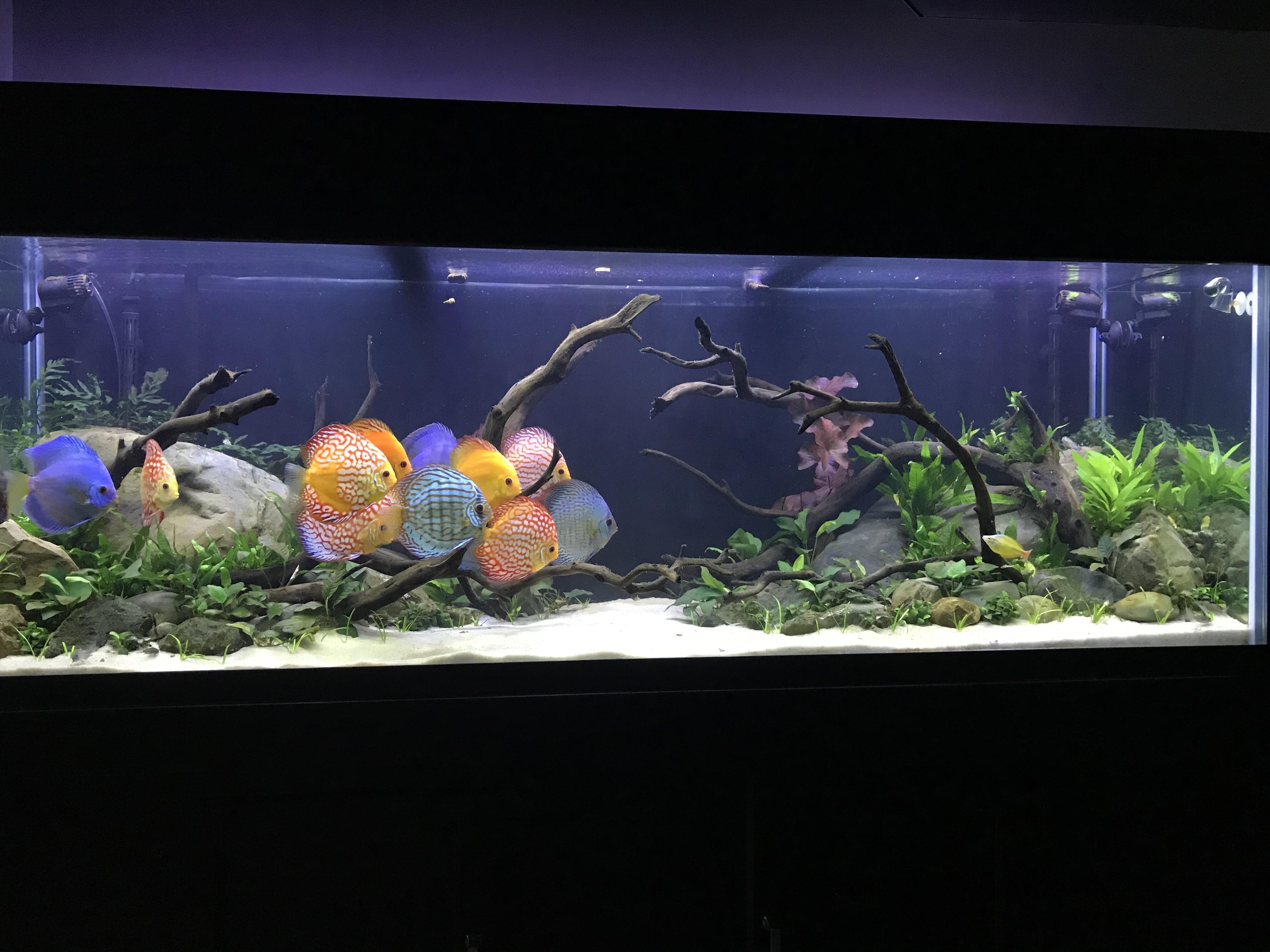 9 best u/discusdude images on Pholder My 180 gallon planted discus