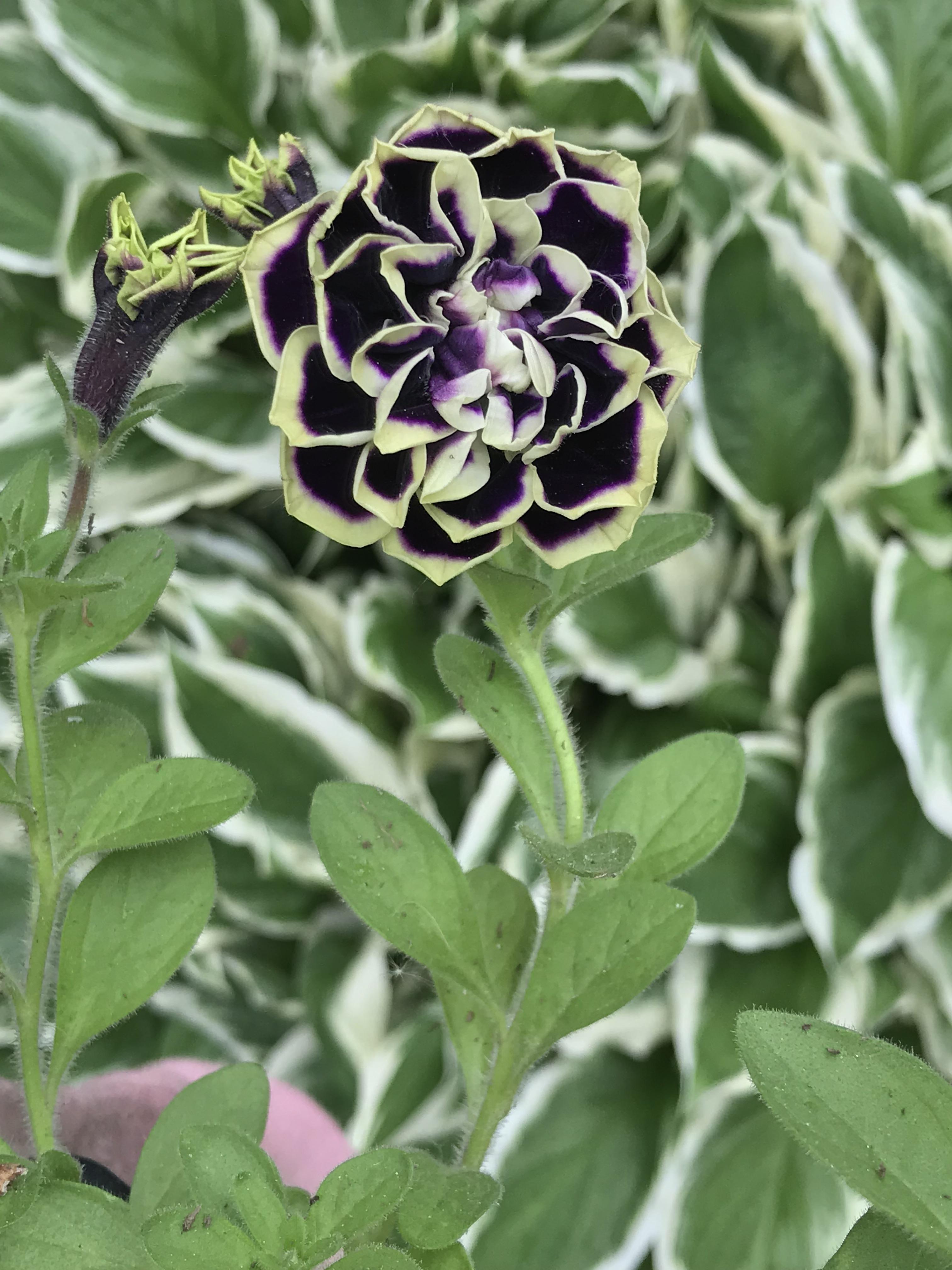 I am so OBSESSED with these black double petunias! My greenhouse said