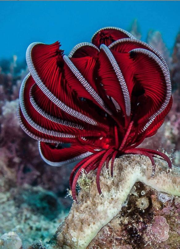 Crinoidea Sea Lily Starfish r/AIDKE
