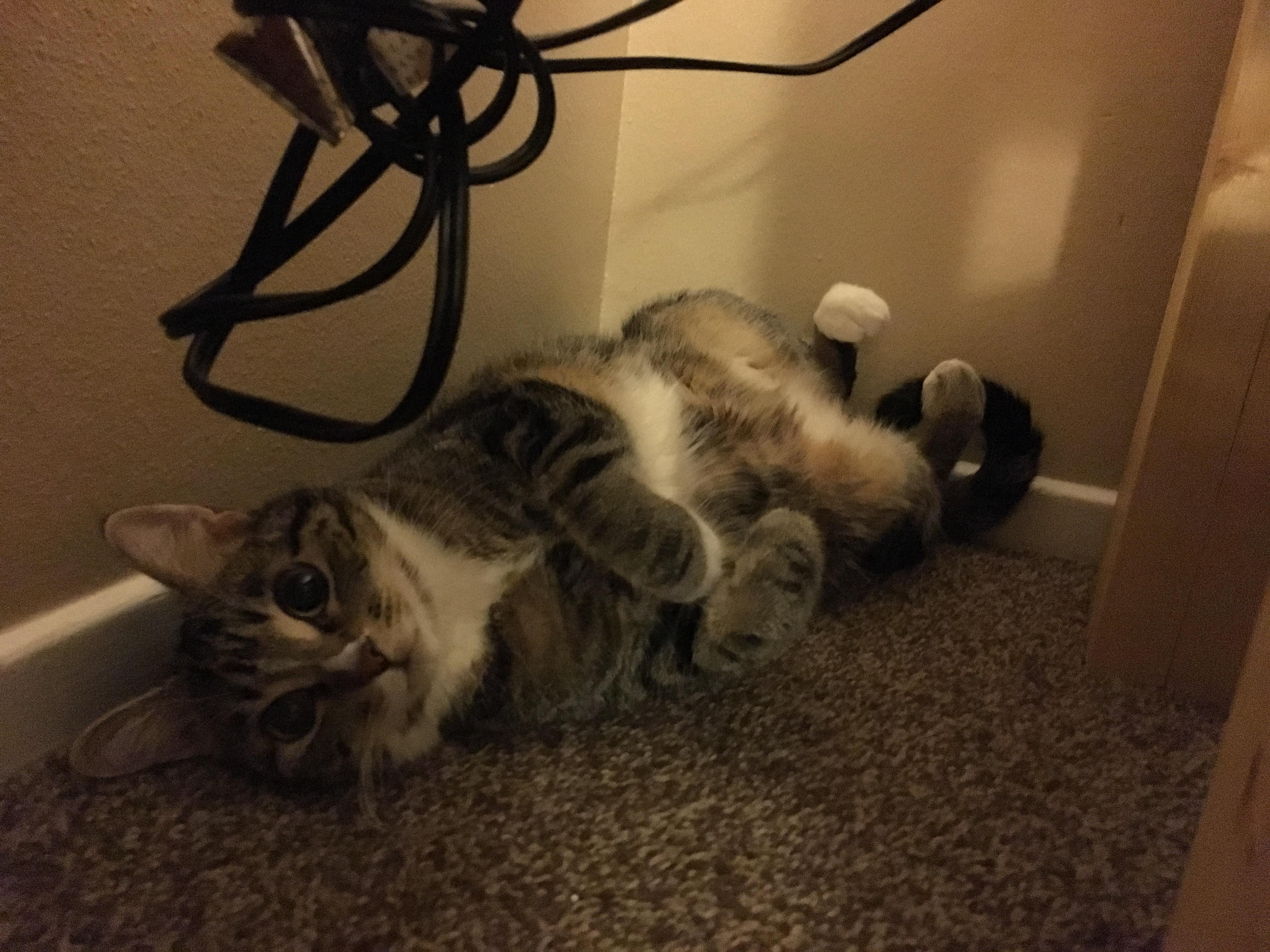 Found this dude hiding under my desk. r/curledfeetsies