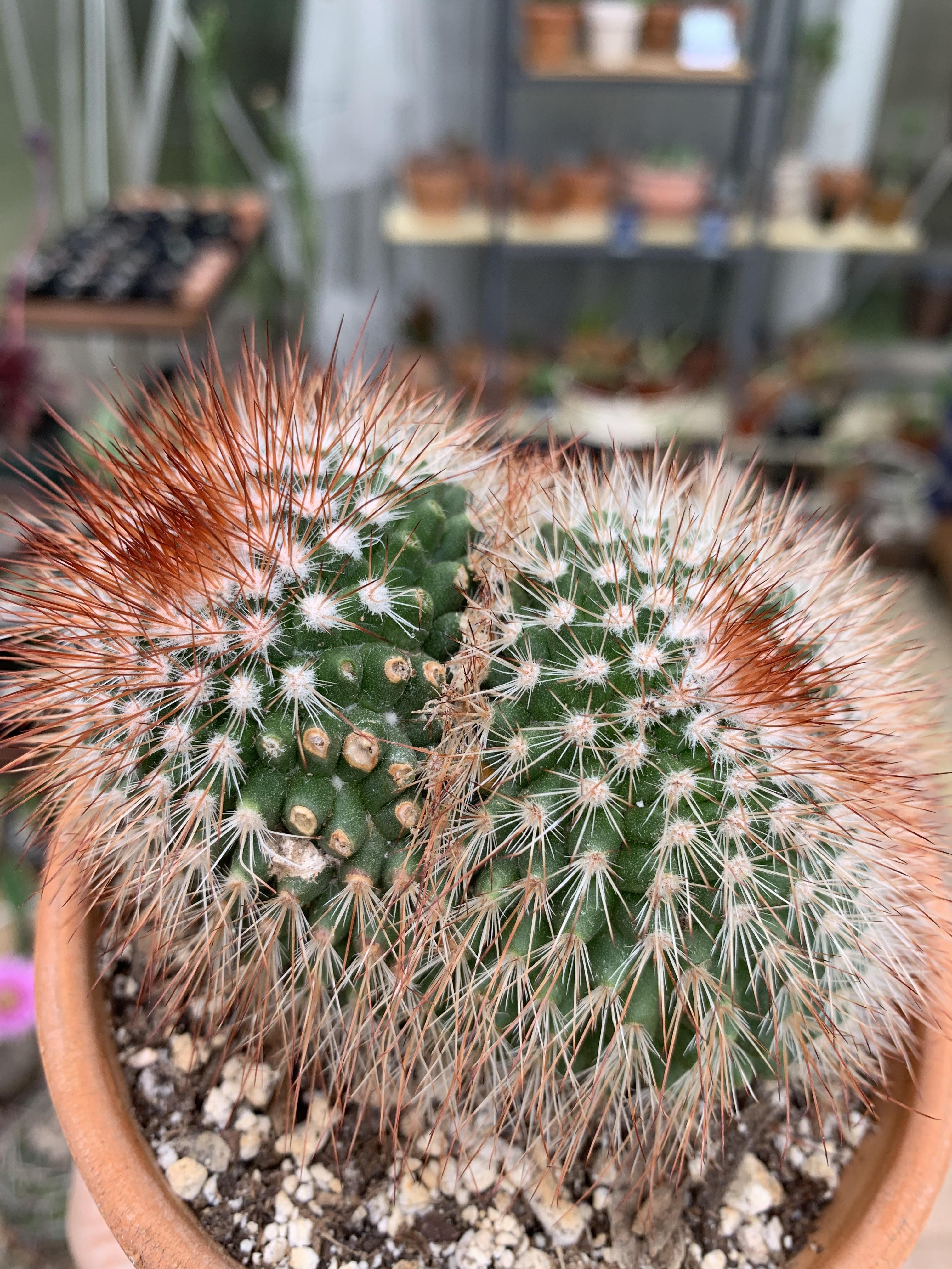 Do spines grow back? r/cactus