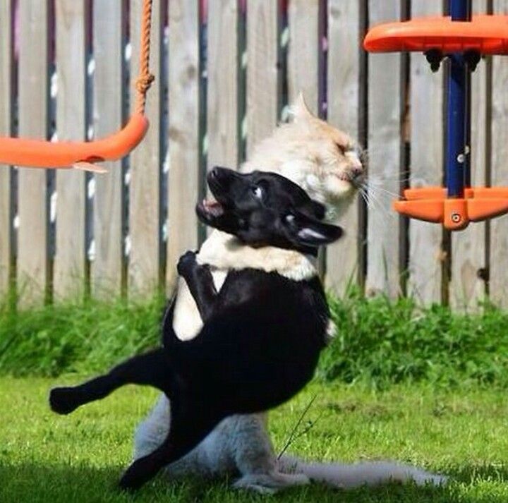 Choke Slam r/hitanimals