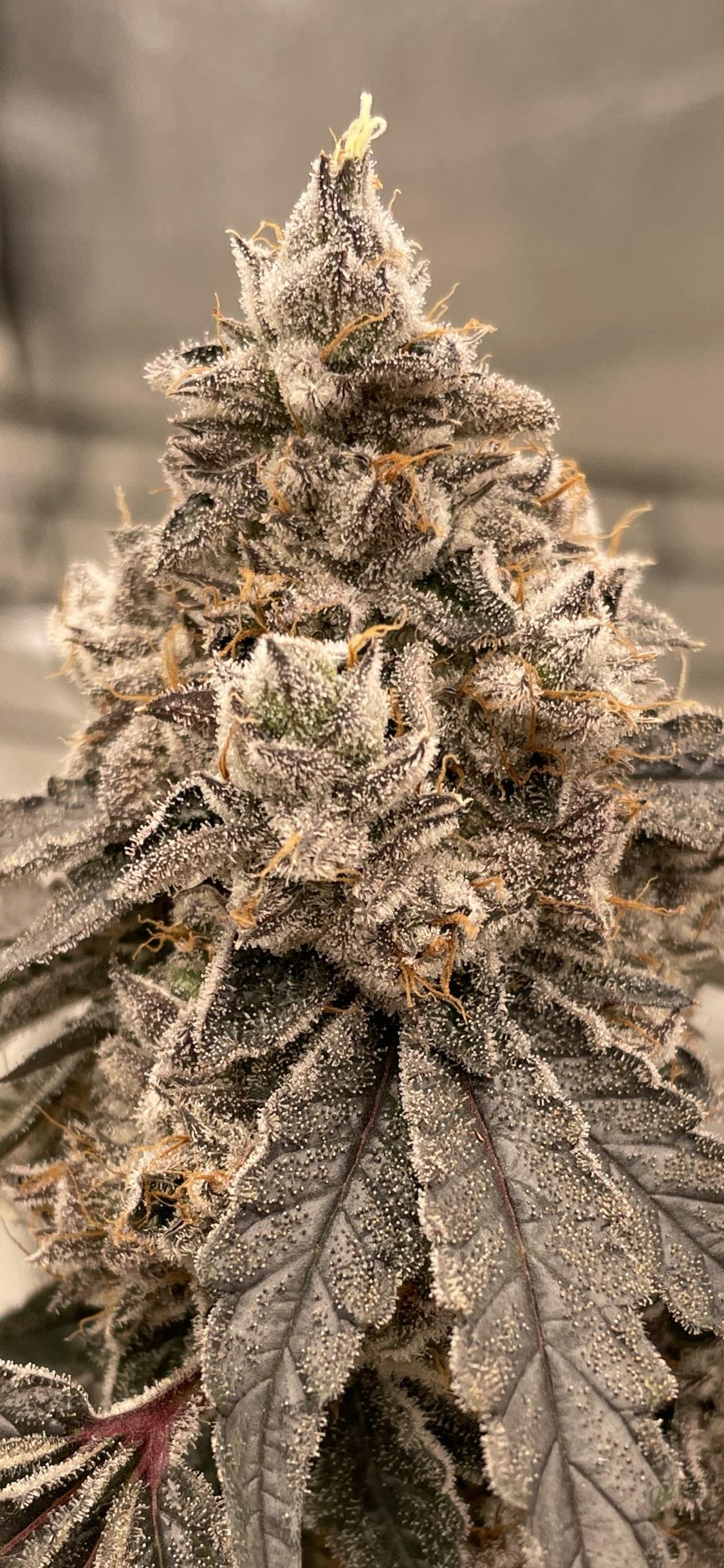 Pave runtz by compound r/microgrowery