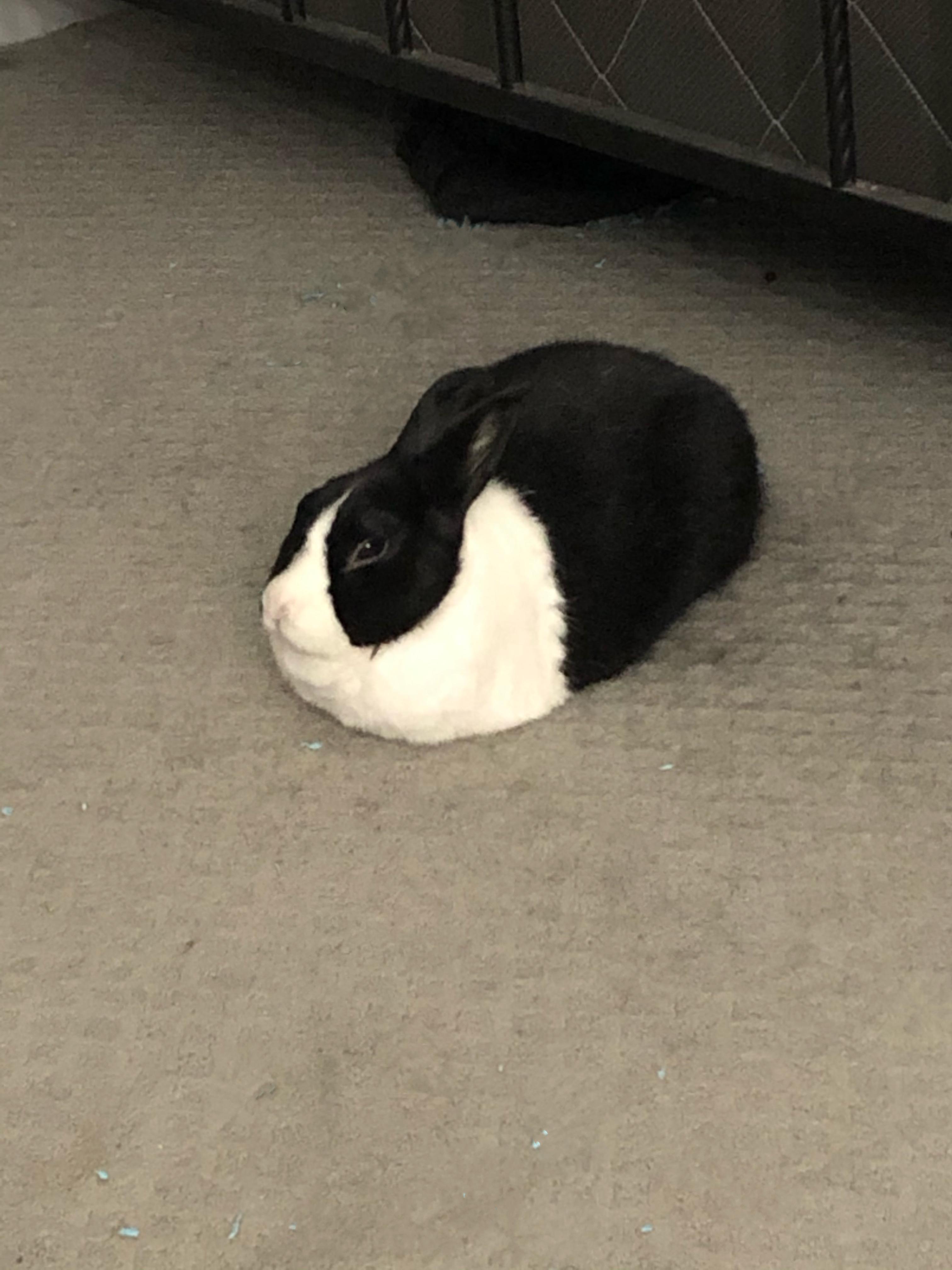 Bunny loaf is best loaf! r/Rabbits