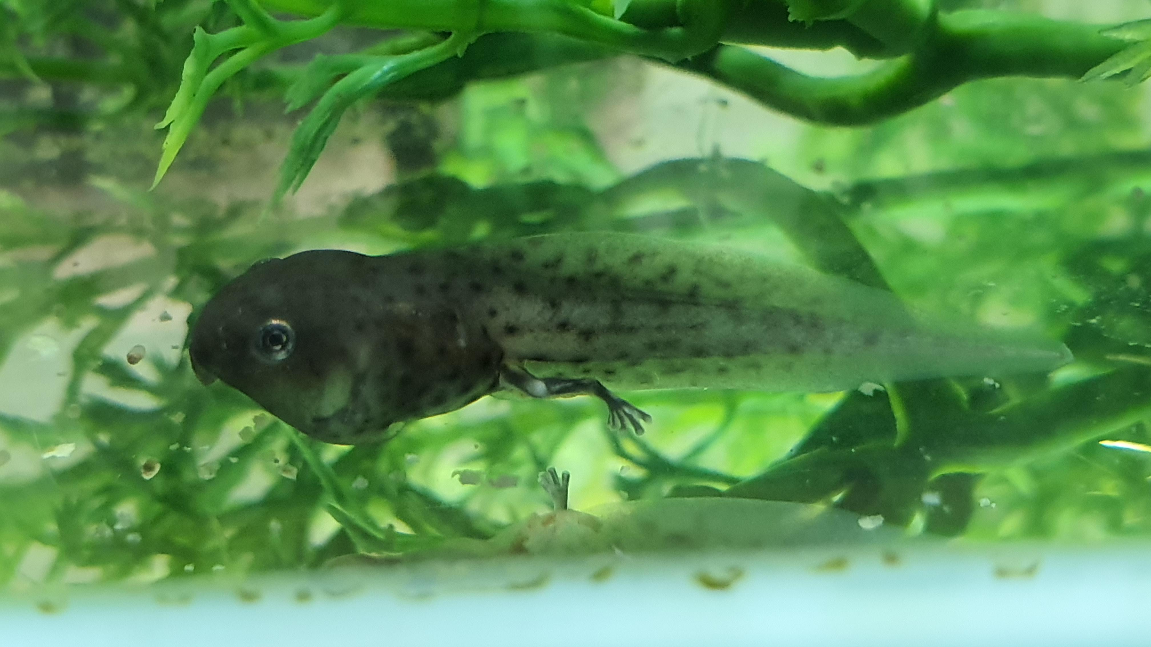 Amazon Milk Frog tadpoles are coming along nicely and a few now have