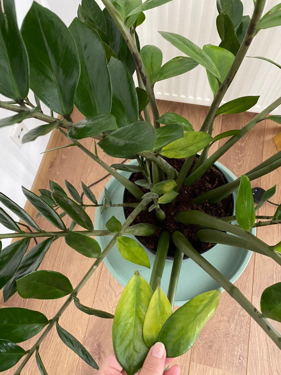 ZZ plant leaves turning yellow r/plantclinic