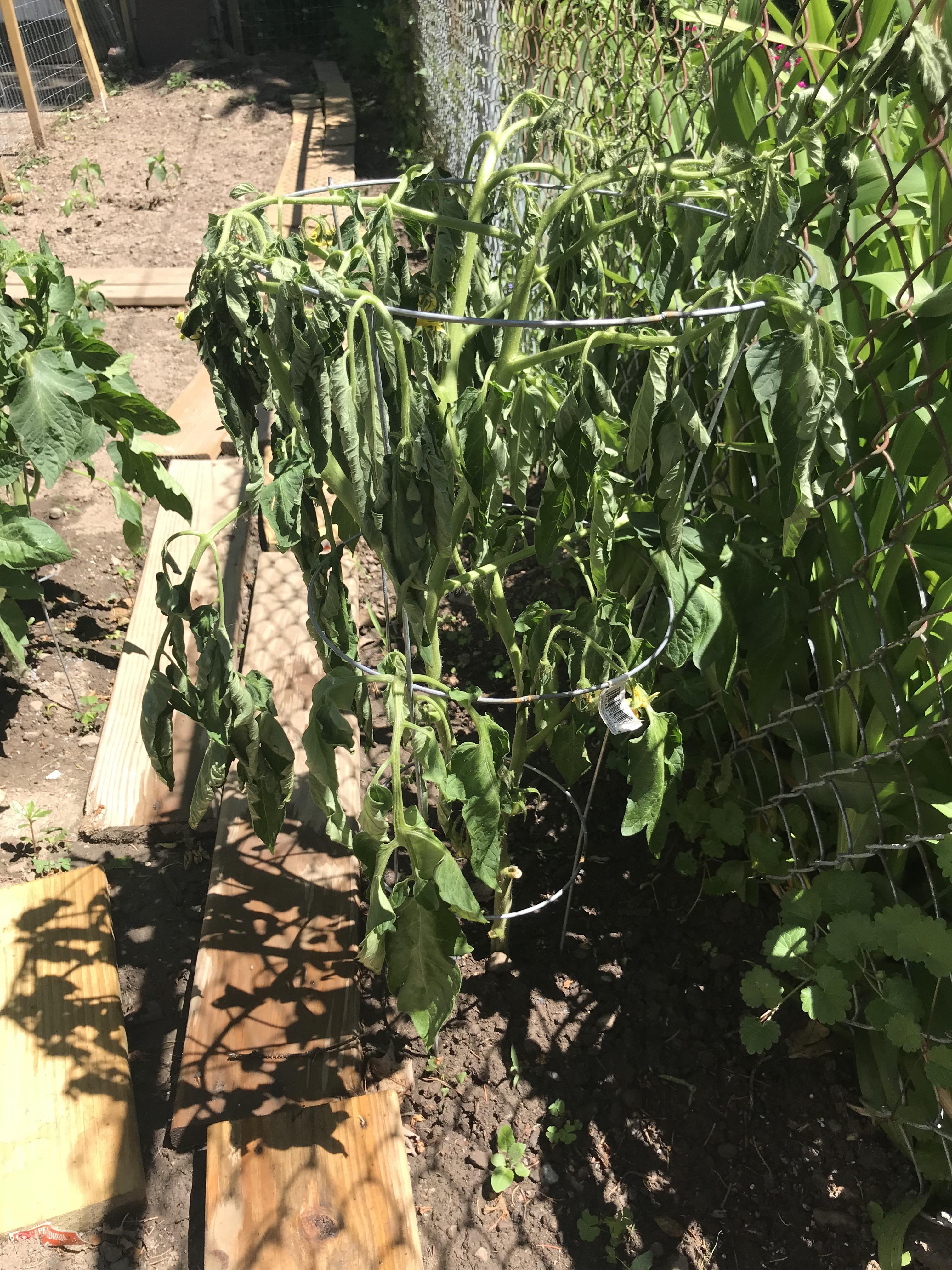 Sudden tomato wilting r/gardening