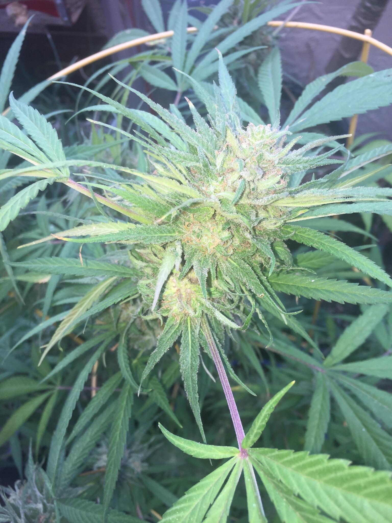 Blue dream x trainwreck from last year Outdoor r/microgrowery