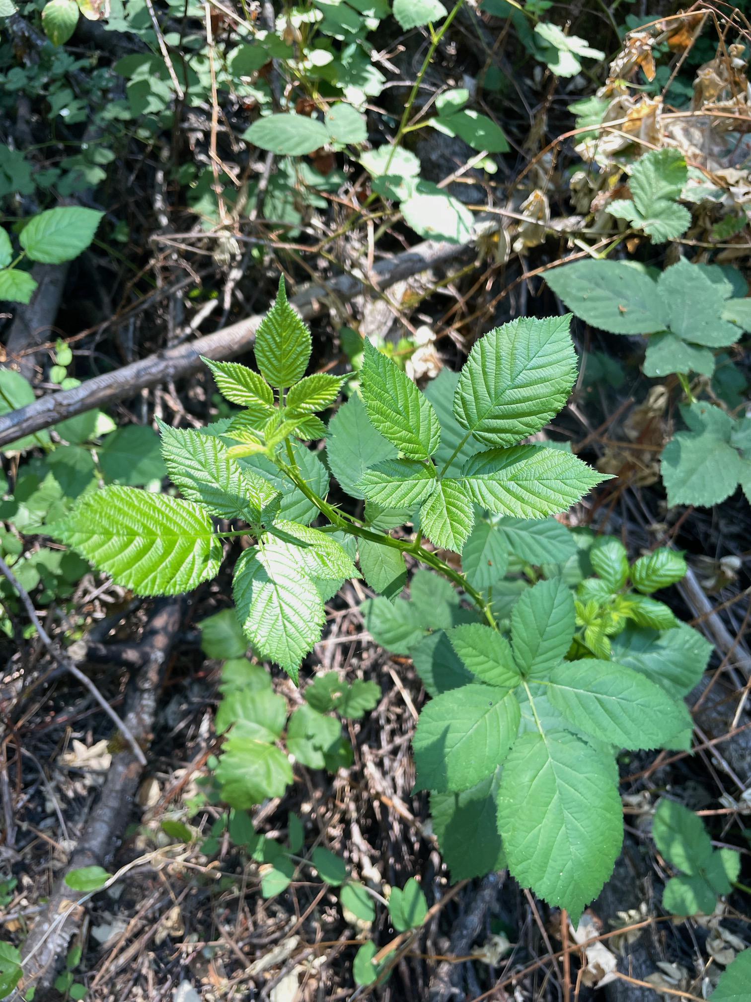 What is this plant? Northern California, 2,400 ft elevation, Nevada
