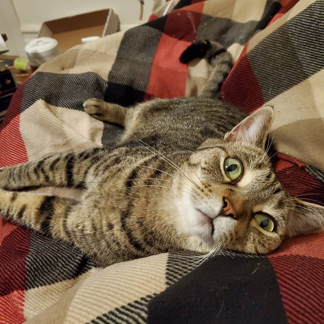 First encounter with a heated blanket. Mind= blown r/cats