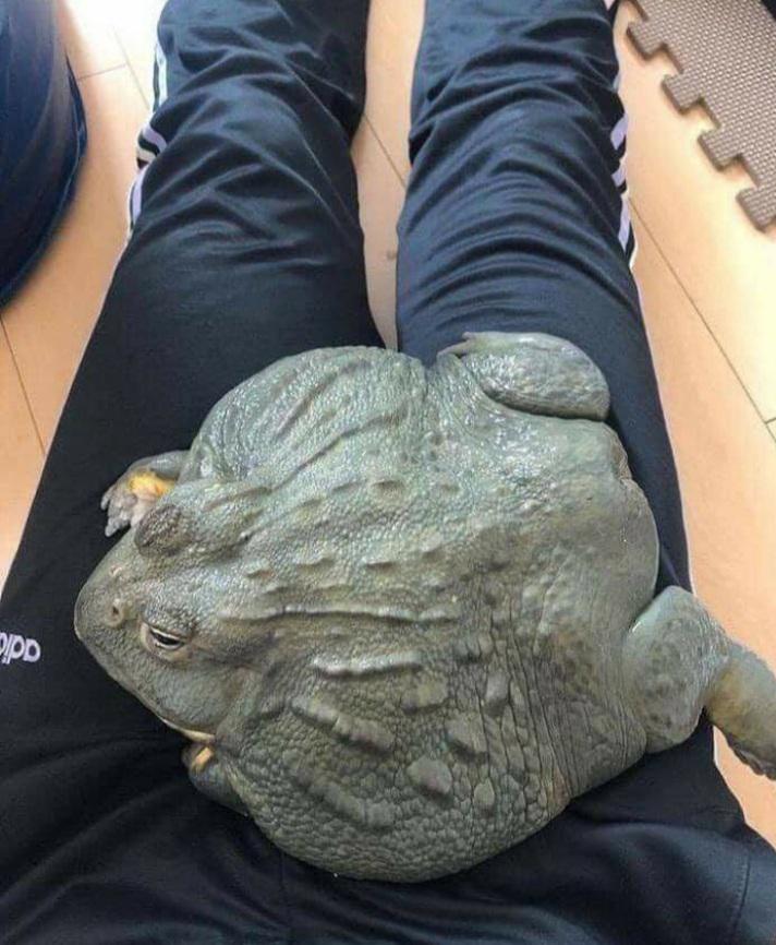 Giant South African Bullfrog. r/HumanForScale