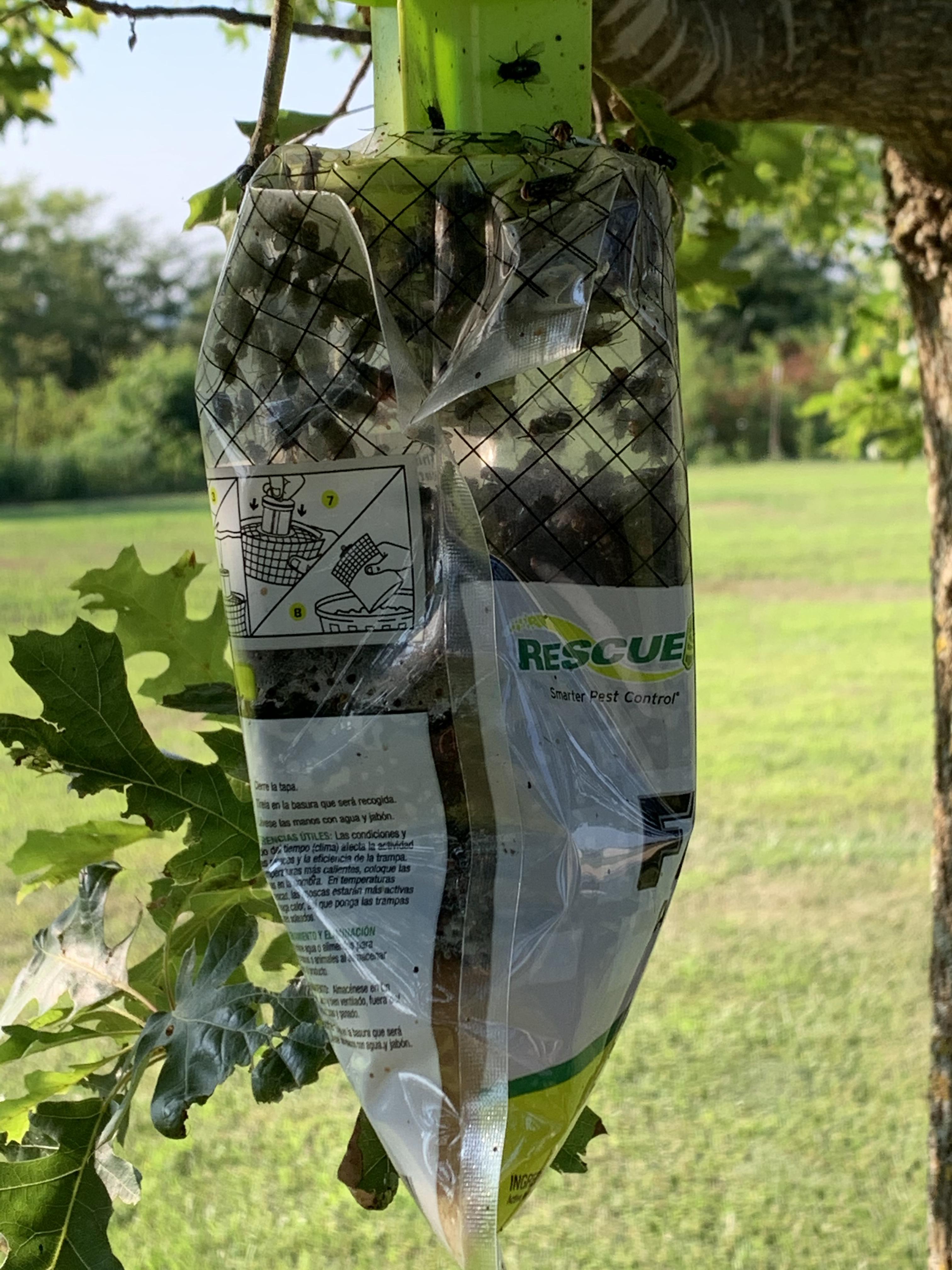 The flies have been bad this year. I set this up on the 3rd r/insects