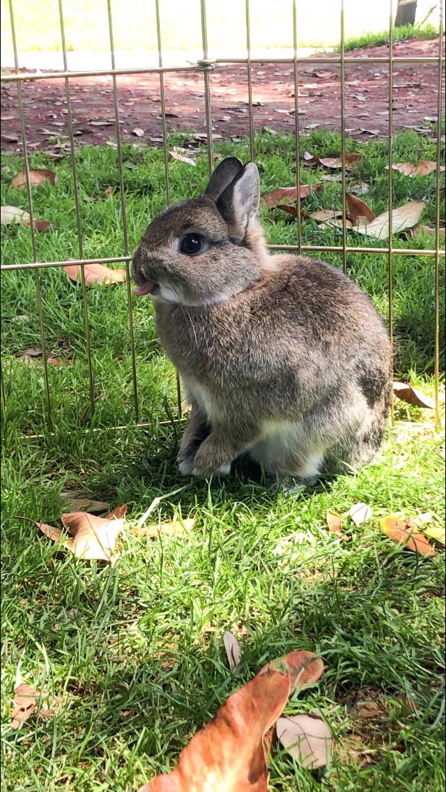 Derp! Rabbits