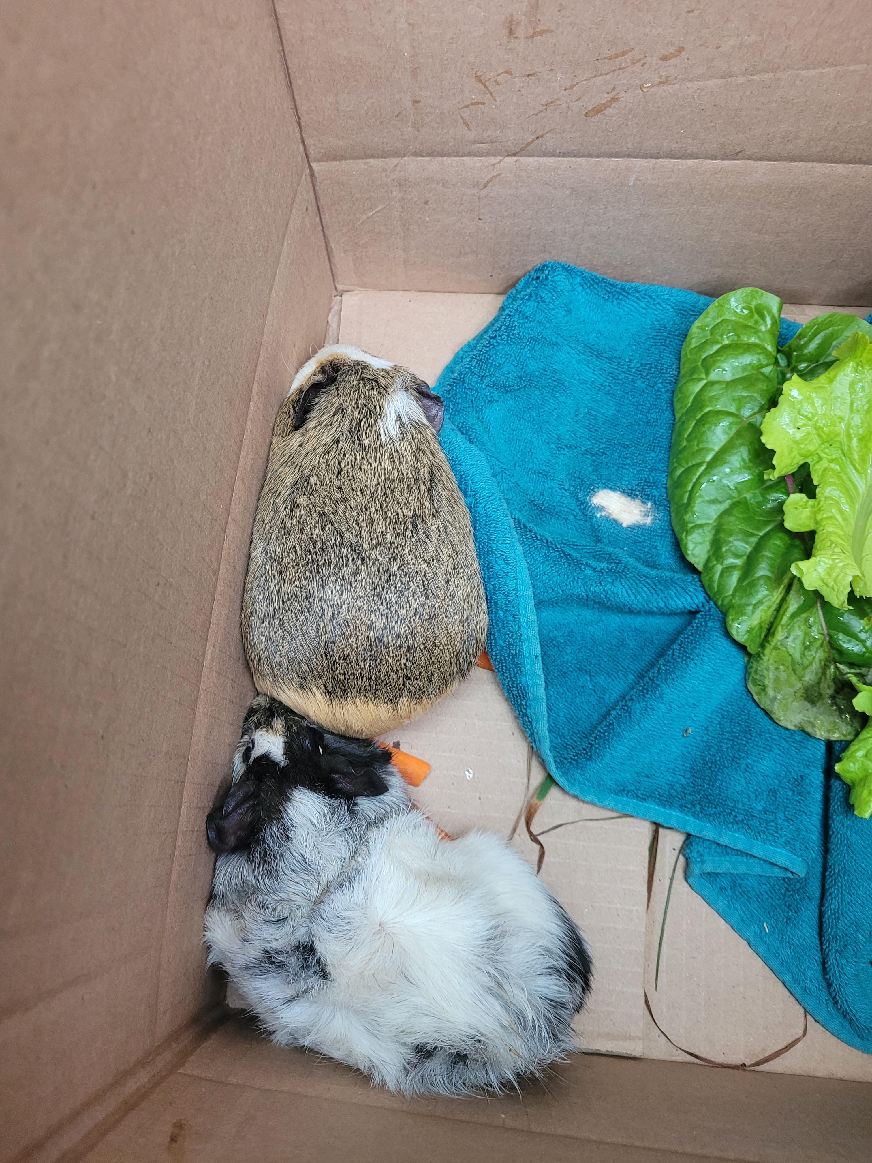 Guinea pigs are saved. Going to see if any pet stores will take them