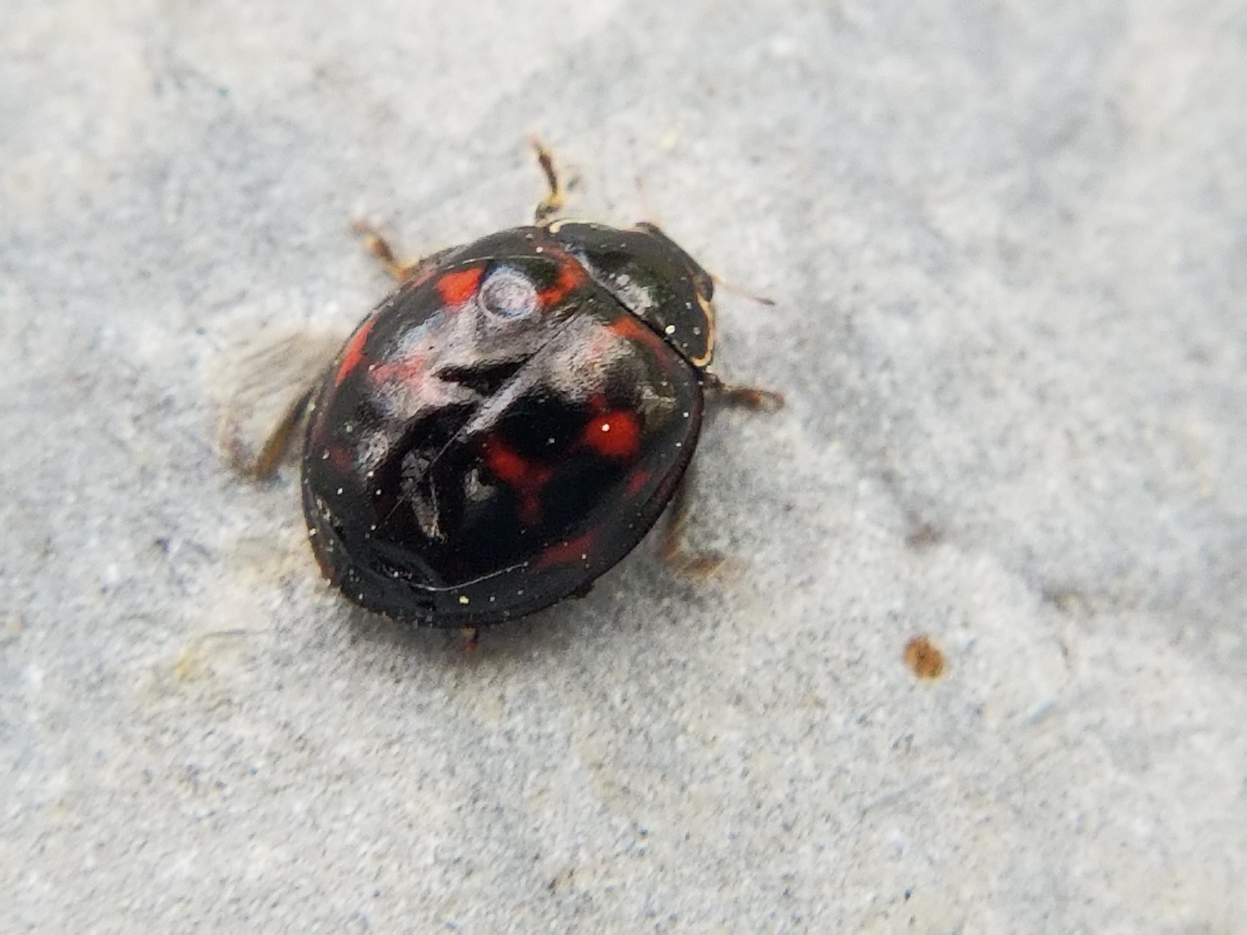 [Oregon] What kind of black ladybug is this? whatsthisbug