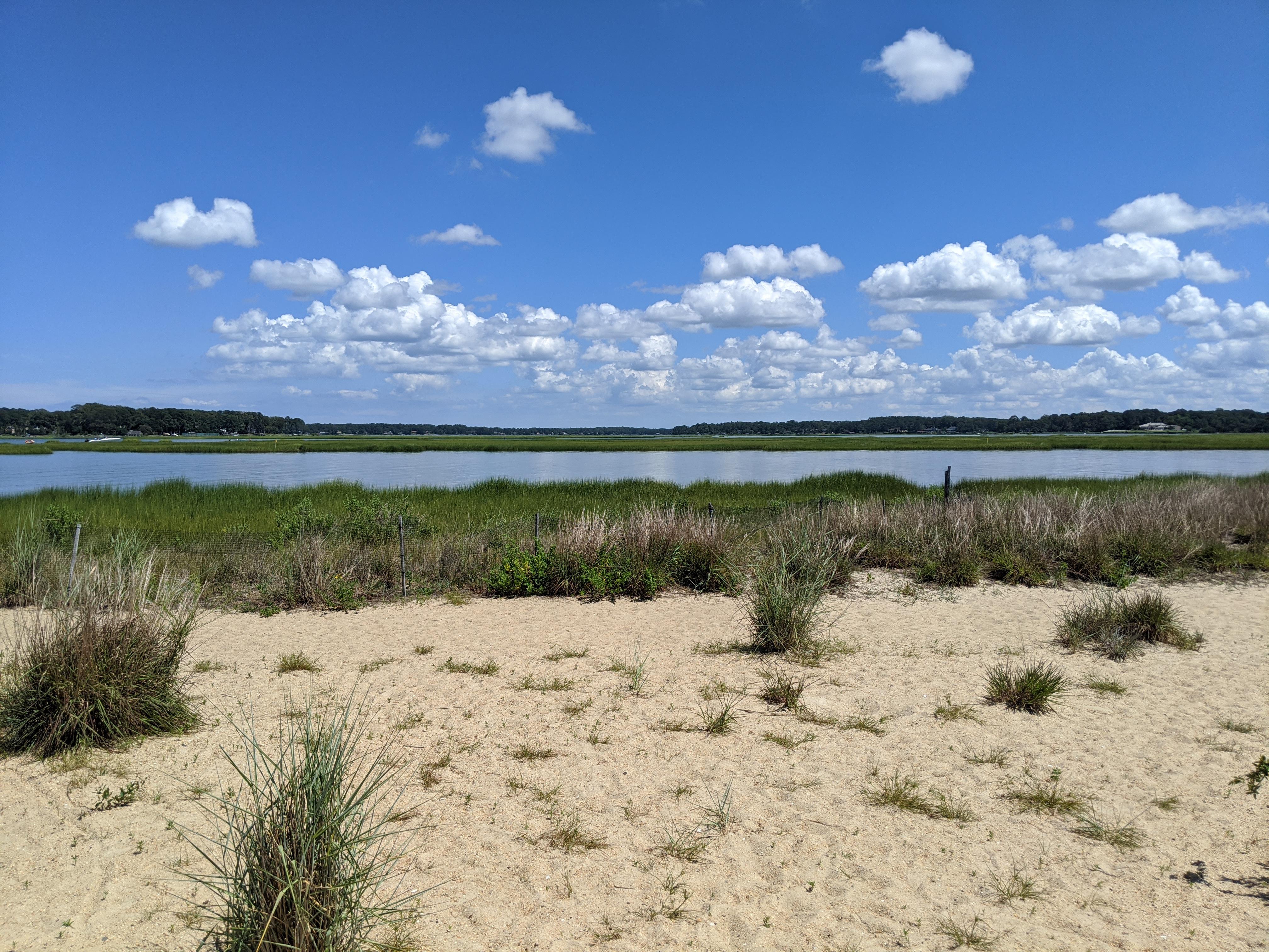 Salt meadow at Virginia beach. July 2020 r/Outdoors
