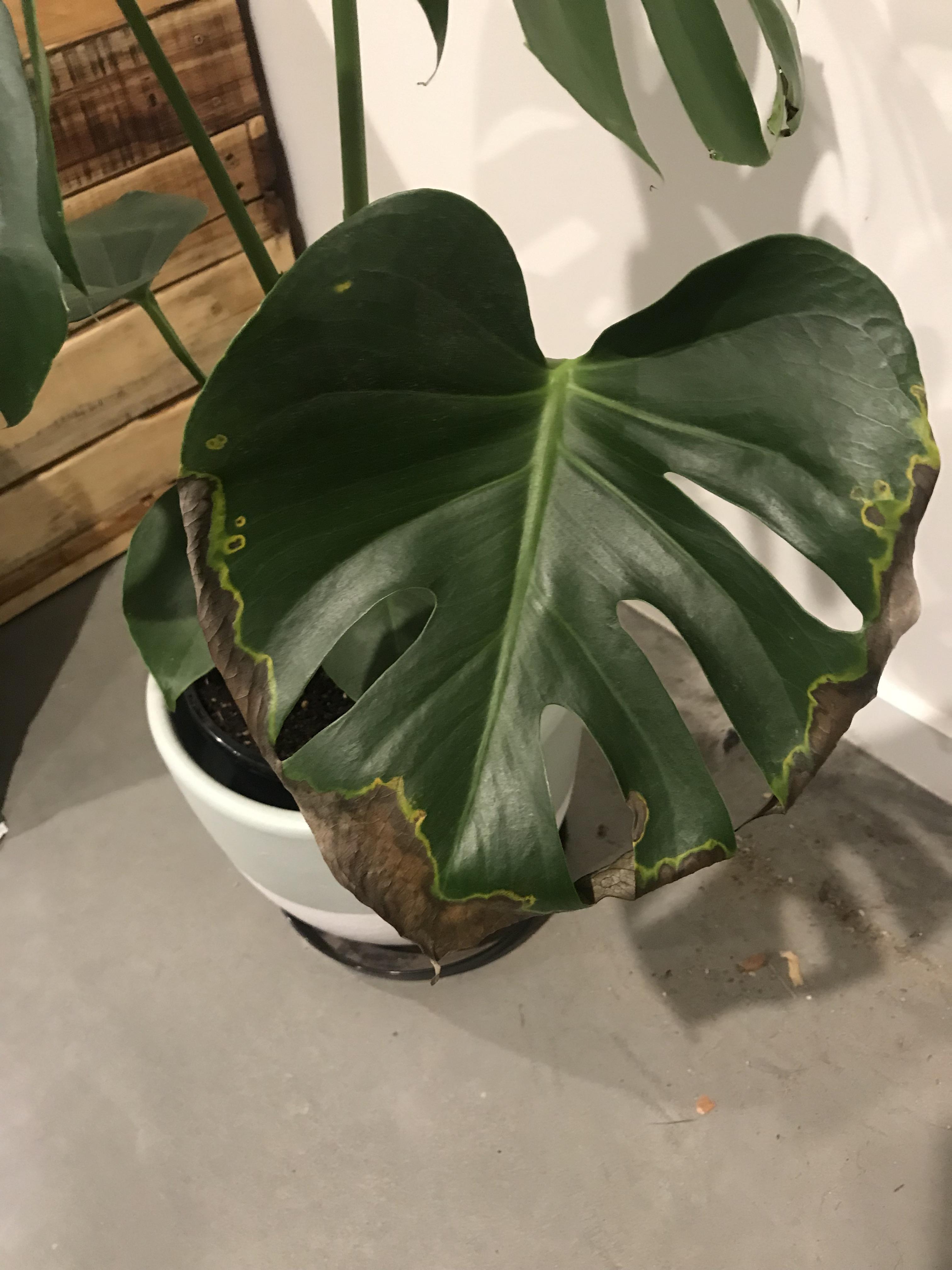 Edges of Monstera Leaves Brown Monstera Plant