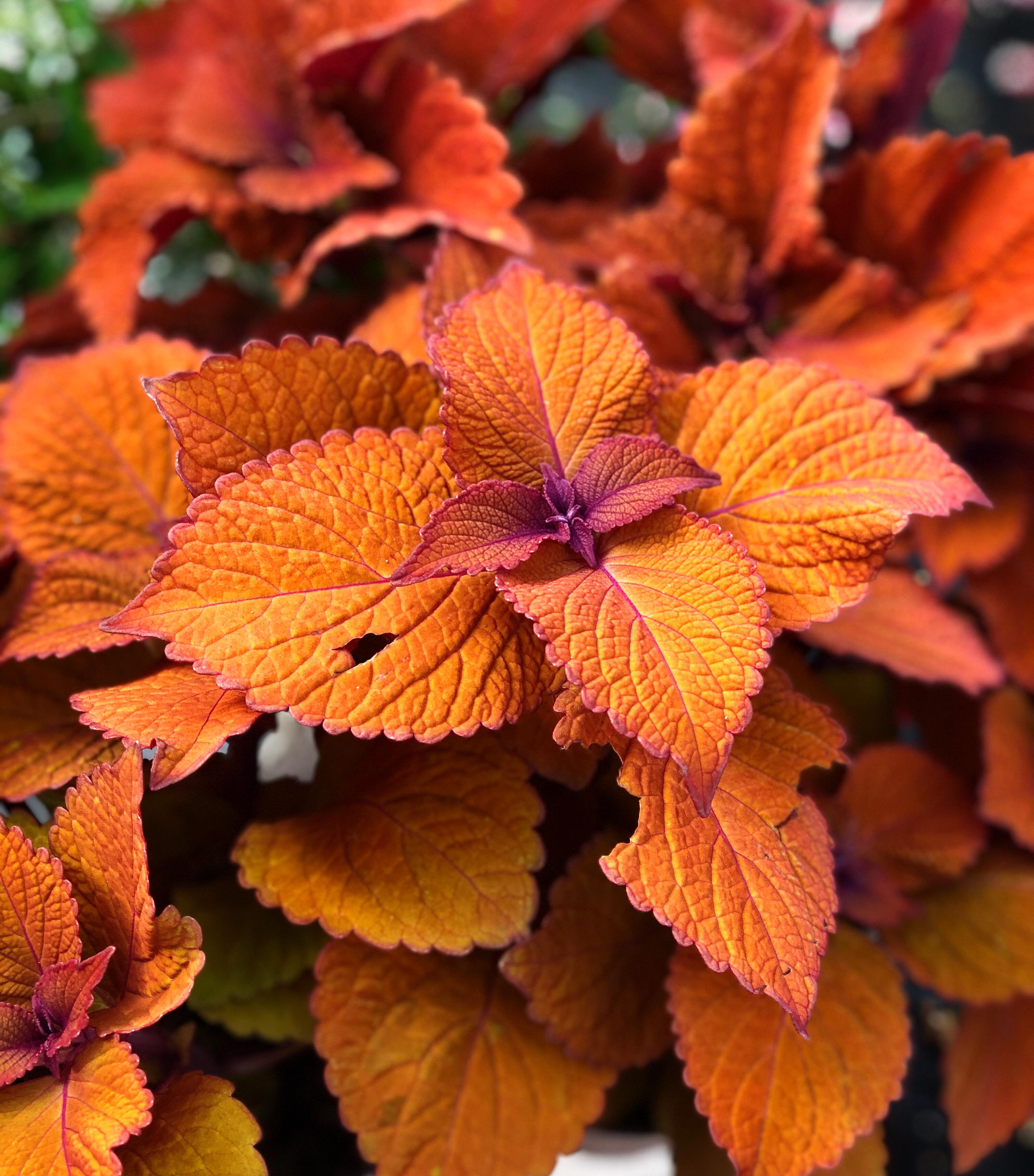 This Campfire coleus is stunning! Can’t wait to use it in an